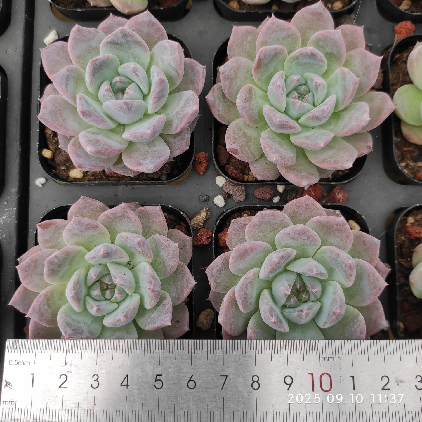 HG037 マルギャンHyb(7cm pot)