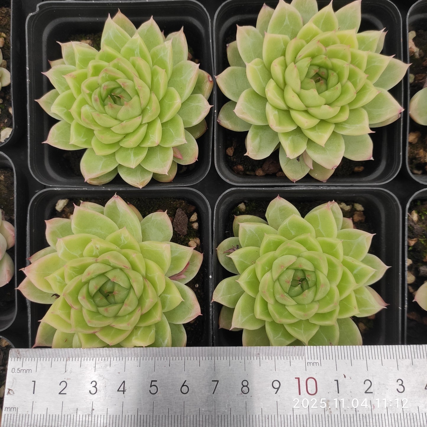 20768 レッドクィーン(7cm pot)