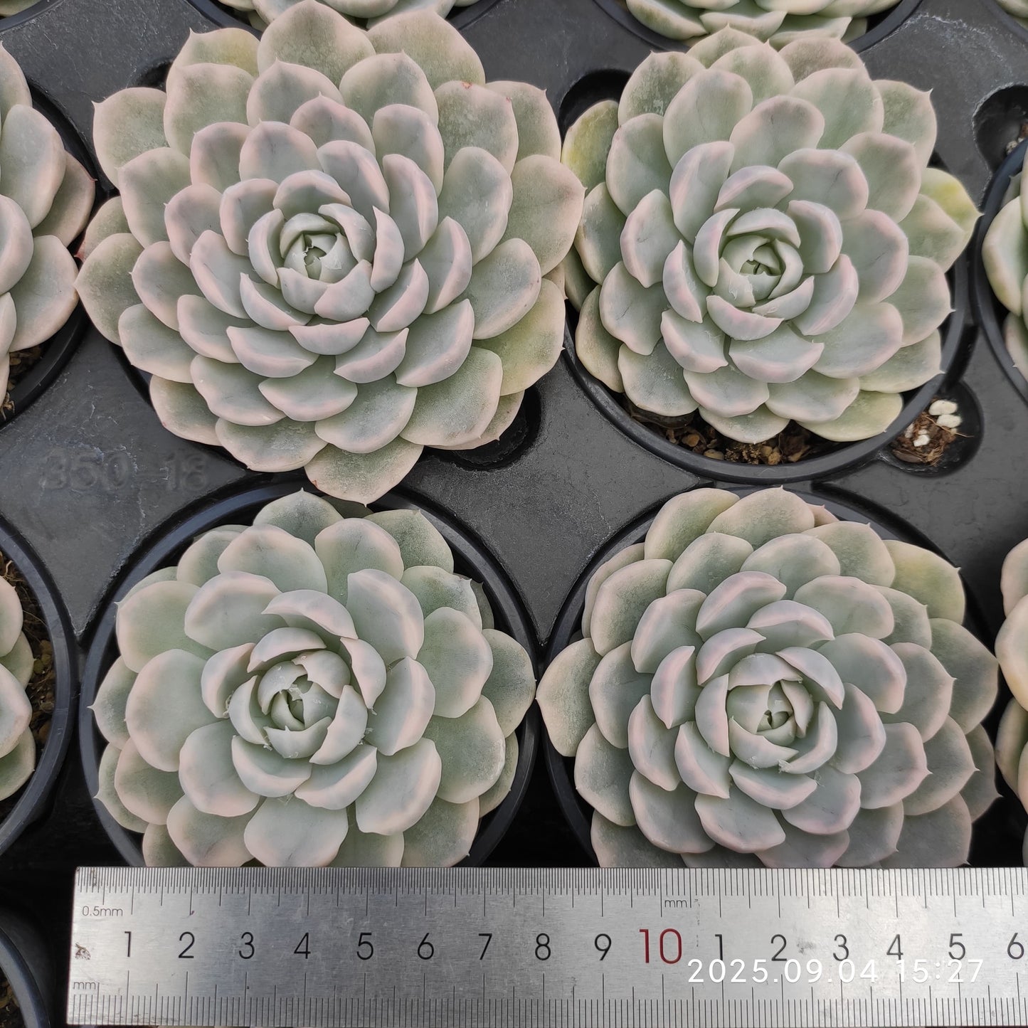 MMY974 スノーボール 錦(9cm pot)