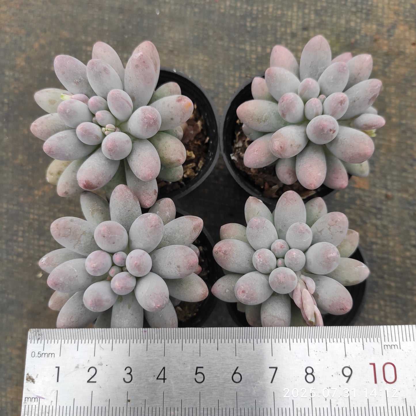 MMT832 ベビーフィンガー(5.5cm pot)