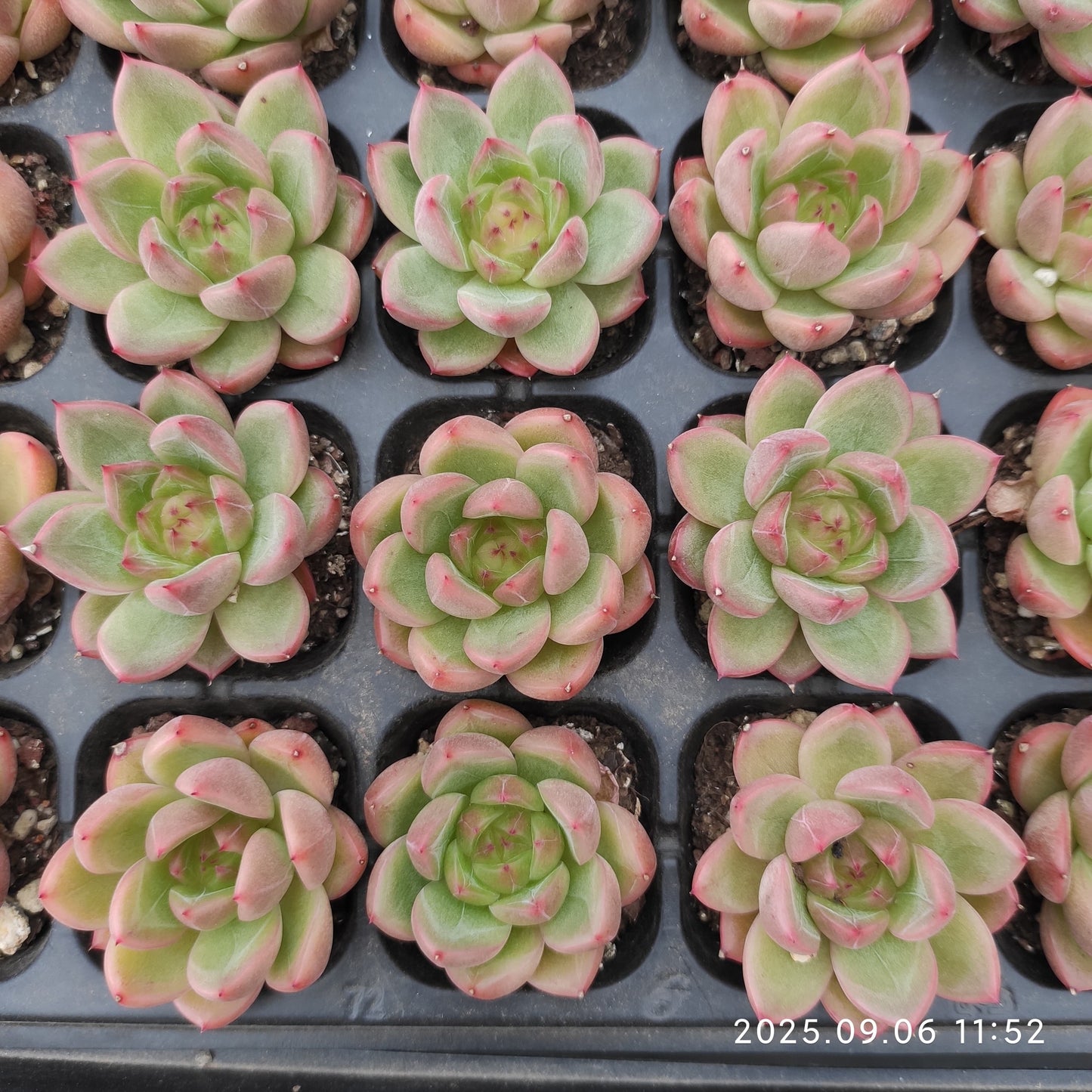 RC161 クリアスカイジェニー(3cm pot)