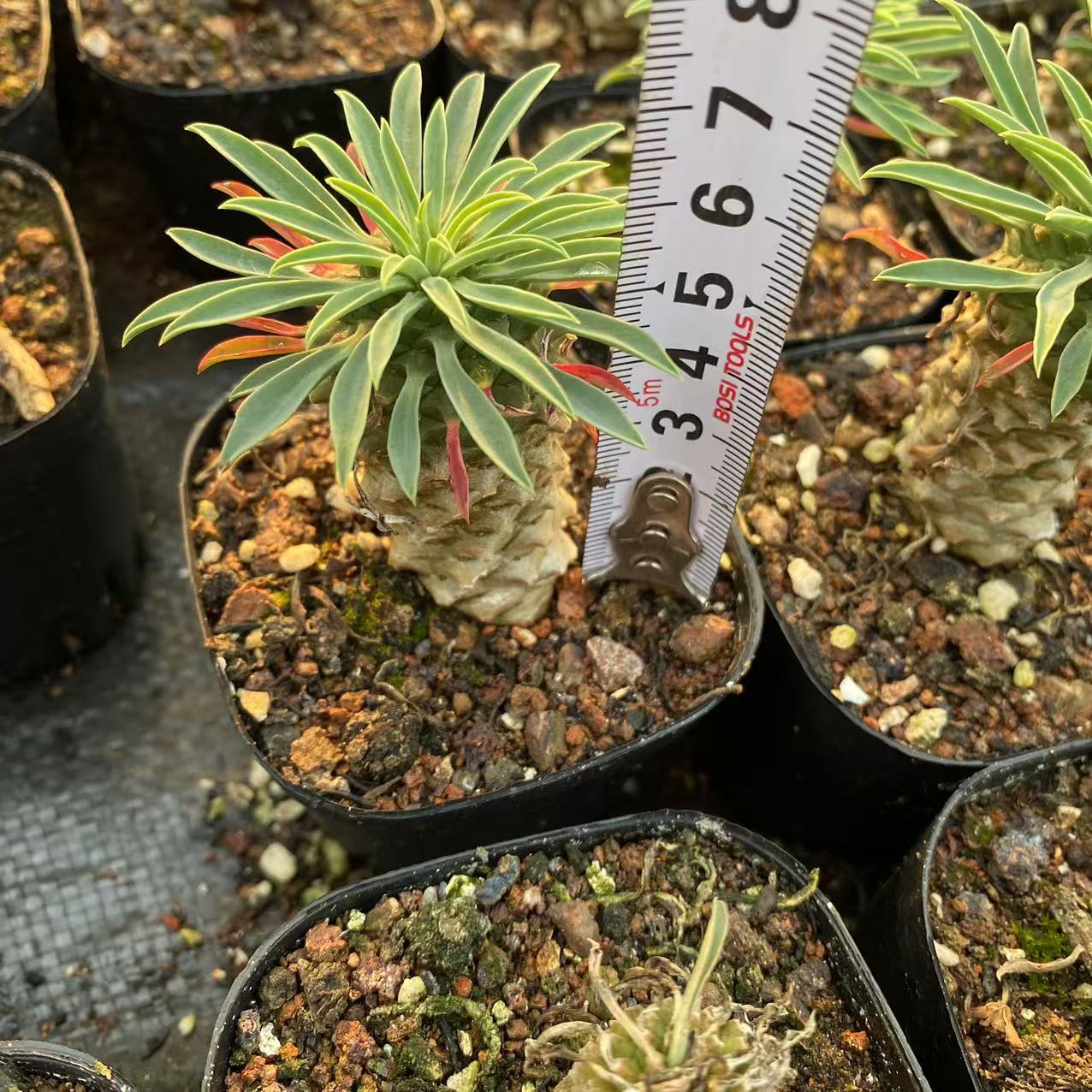 ZL549 バプレアーリフォリア(6.5cm pot)