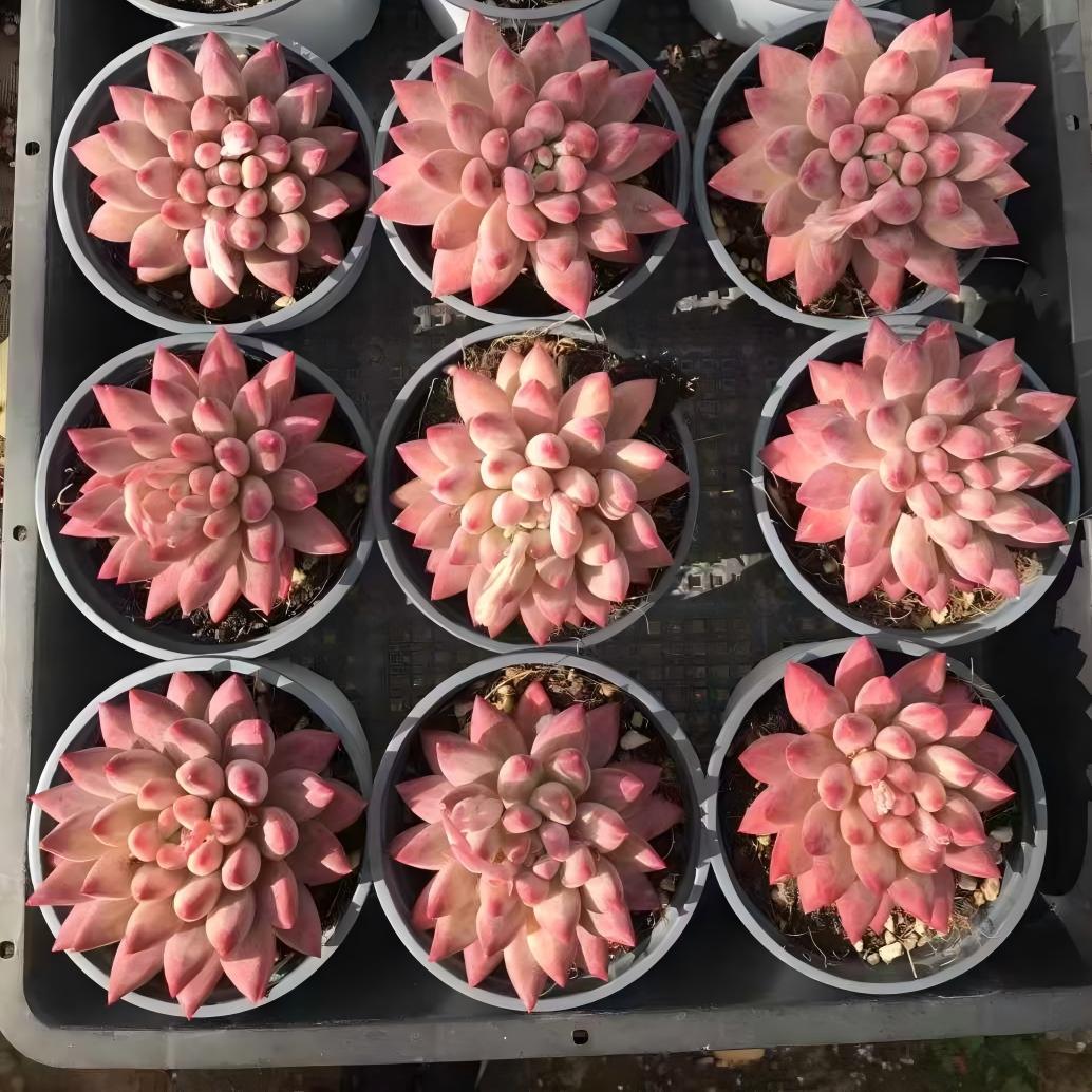 261121 コーンポッピー