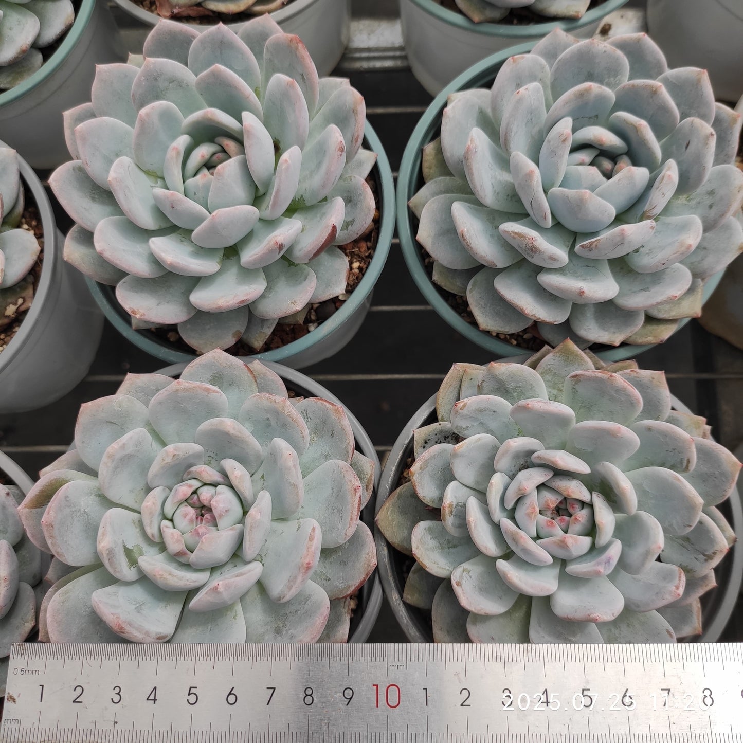 NGN519 モンロー (12cm pot)