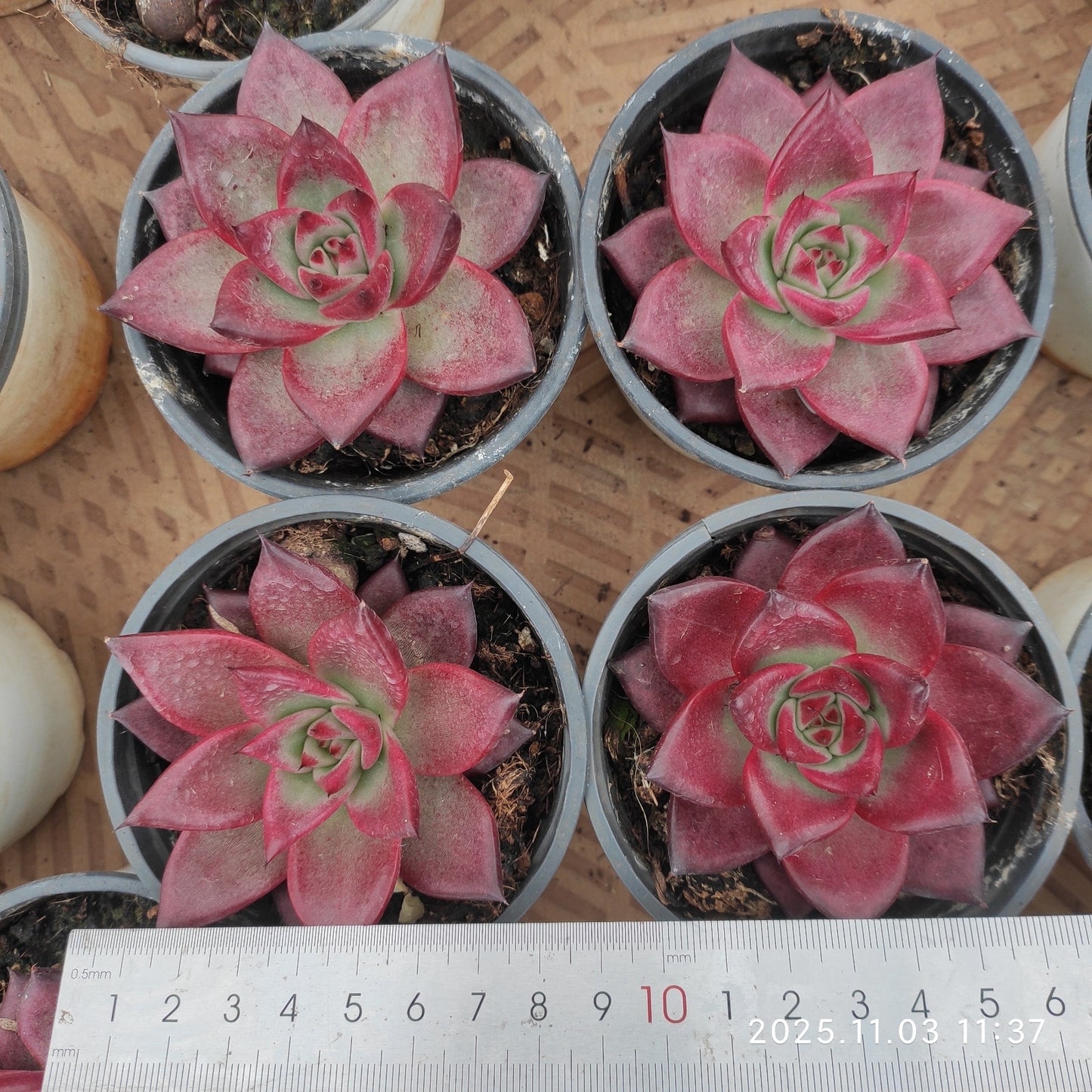 22328 レッドナイト(9cm pot)