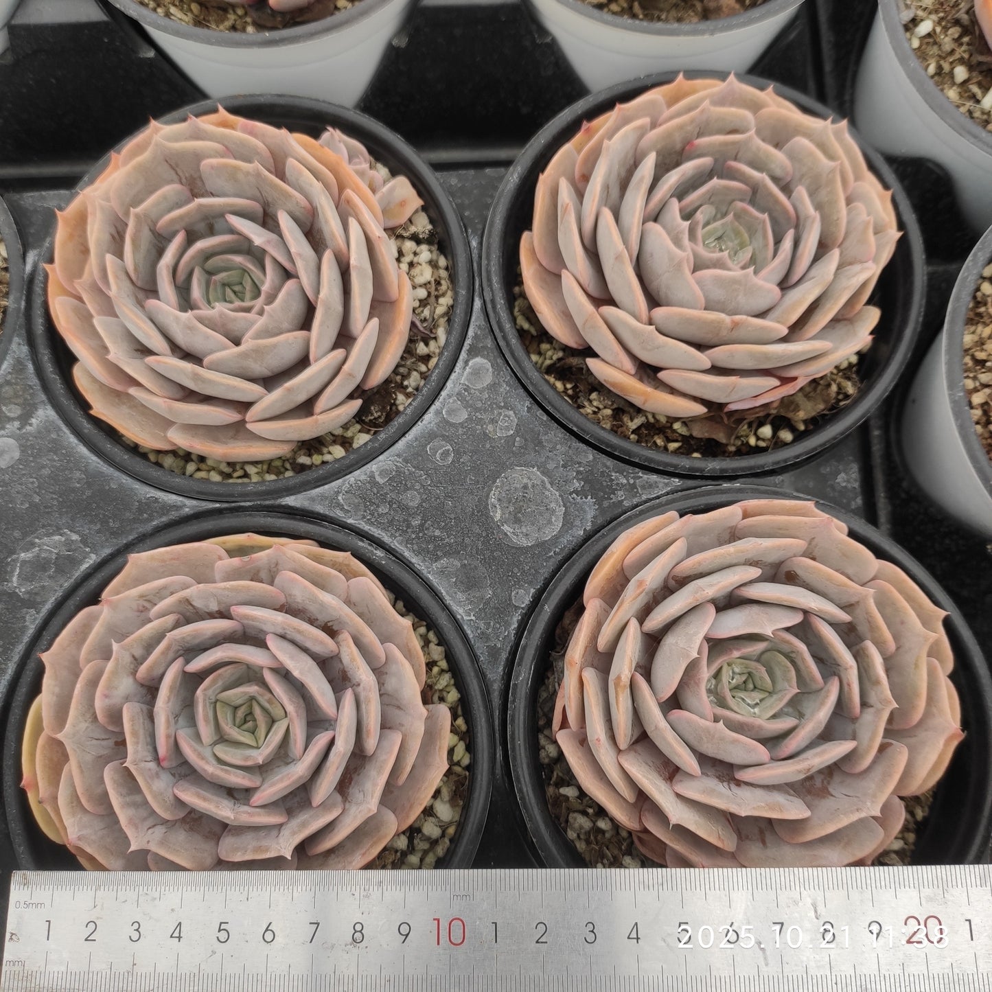 MMY1298 ブルーサプライズ Hyb(12.5cm pot)