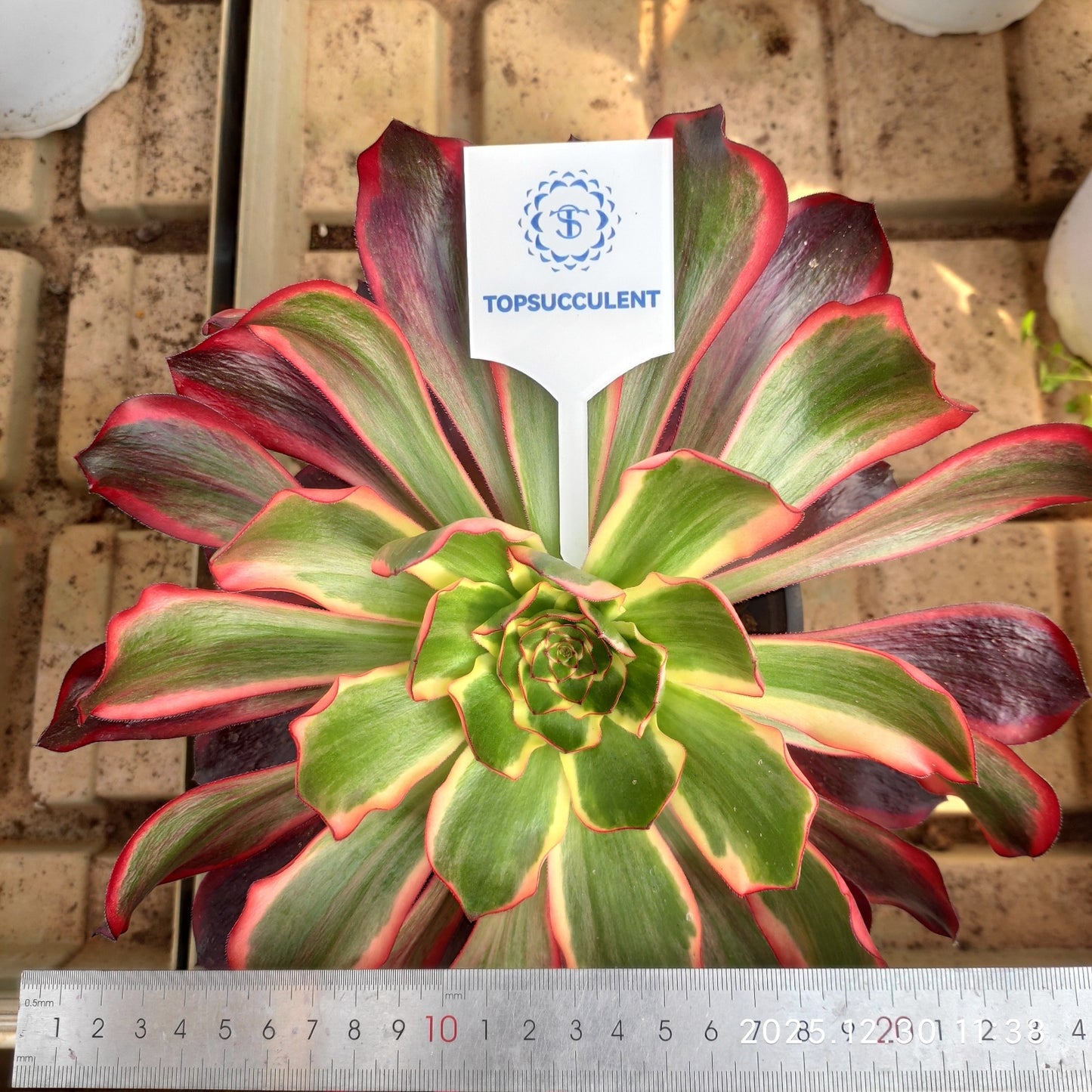 20150 レッド ソーサレス