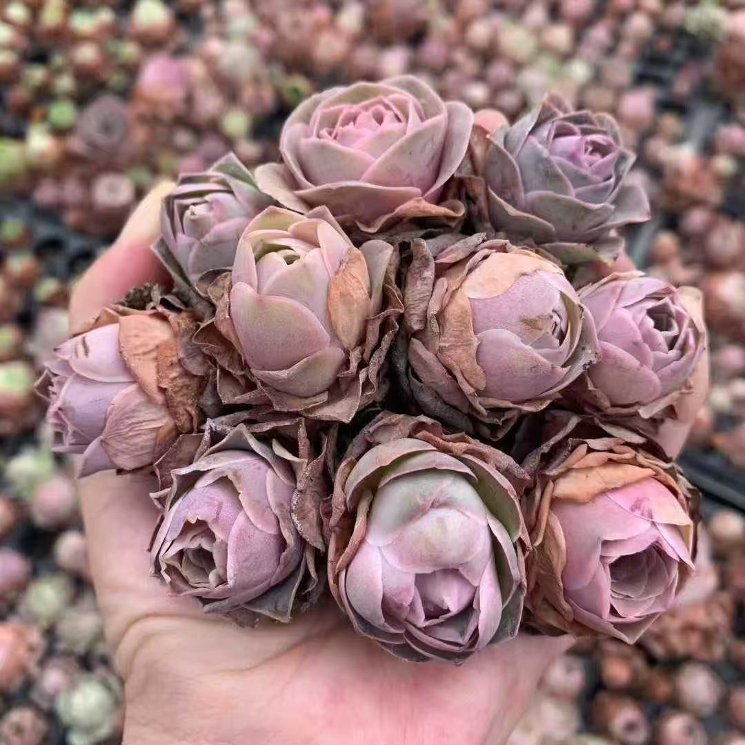 BL1885 アエオニウム ピンクローズ(3cm pot)