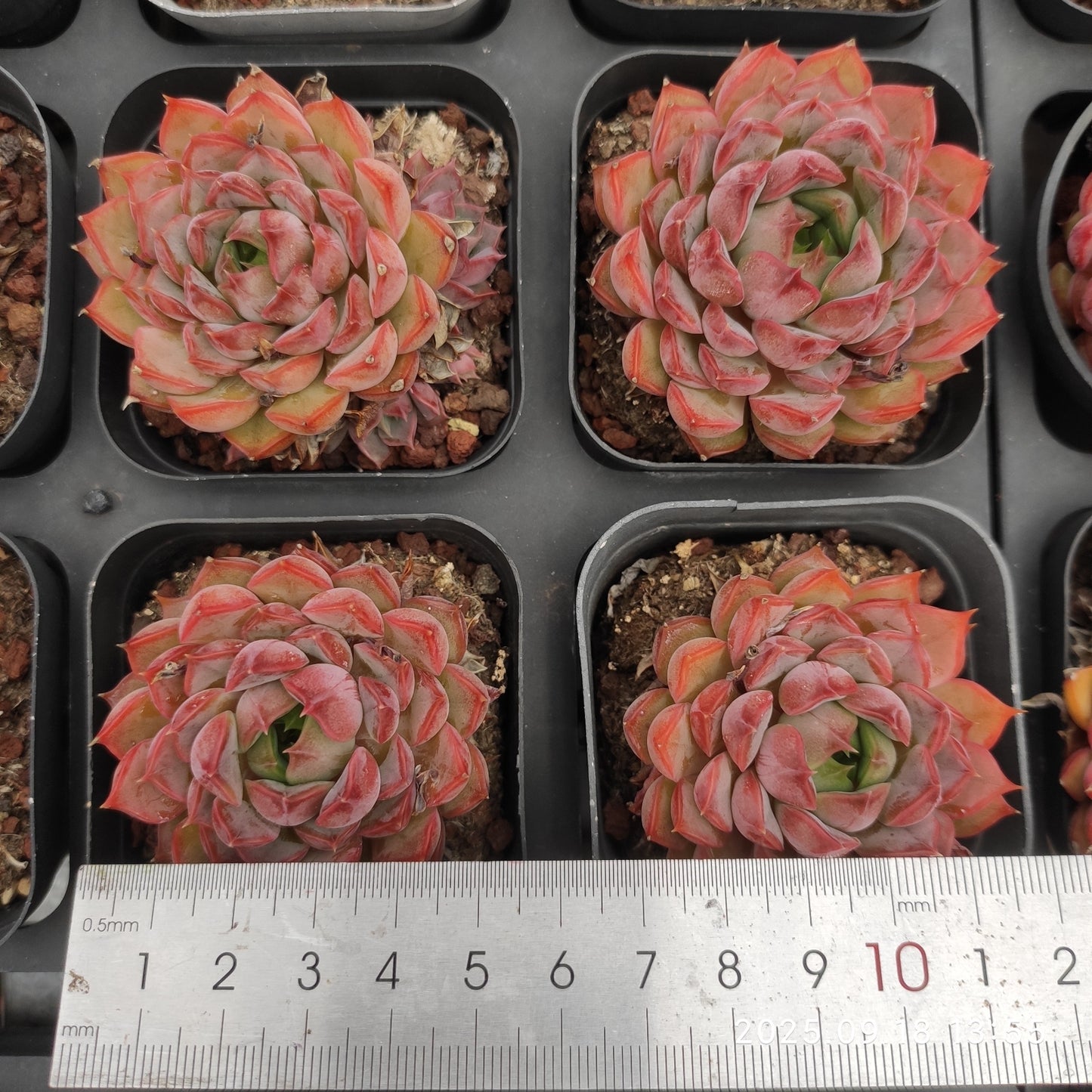 80546 ローズウーマン(6.5cm pot)