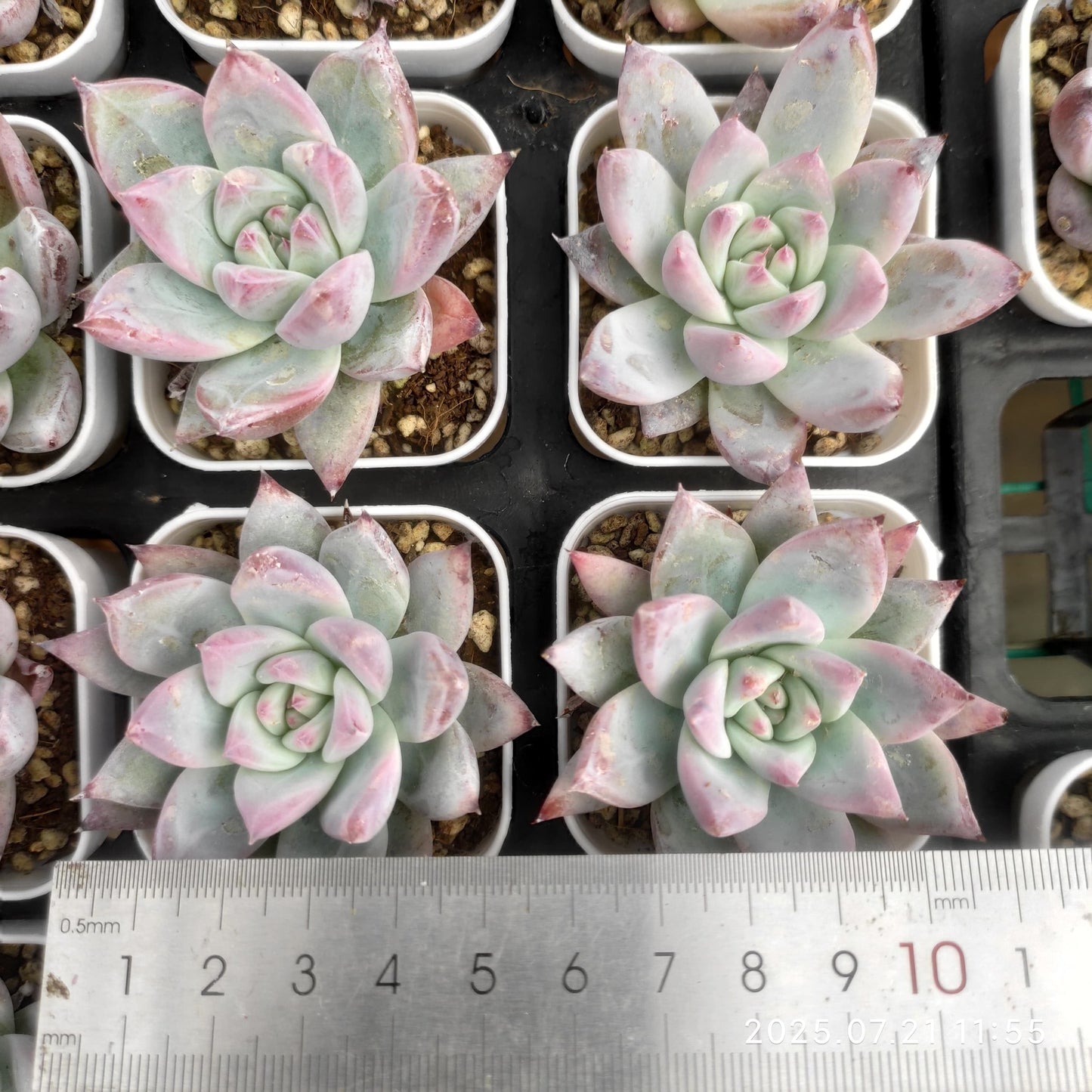 MMY983 ワイルドコロラータ(5.5cm pot)