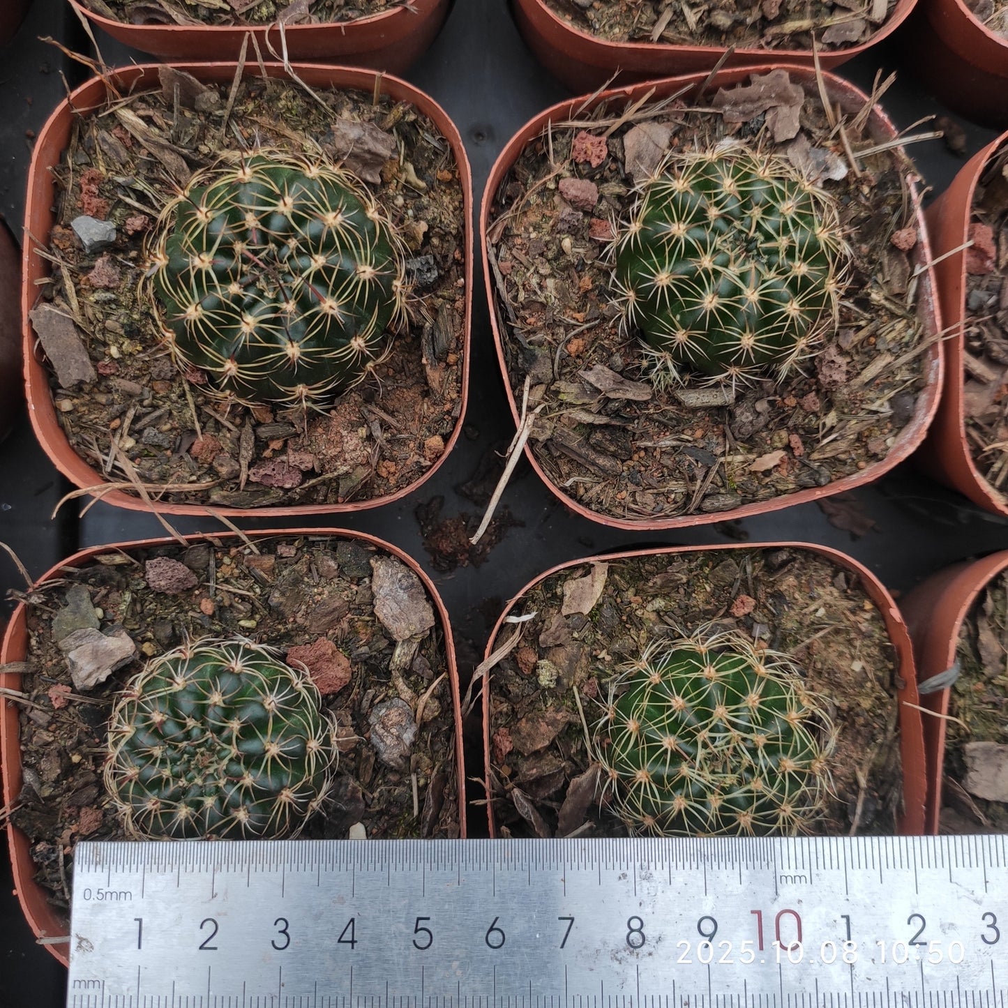 DMC064 ロビビア ドラクストラリアナ(7cm pot)