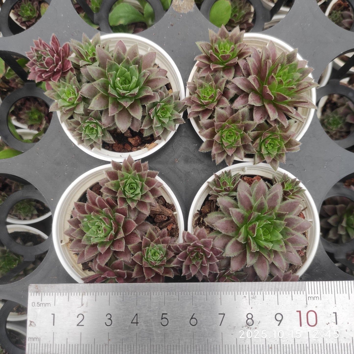 21466 ジョビバルバ アリオニ オレンジ(5.5cm pot)