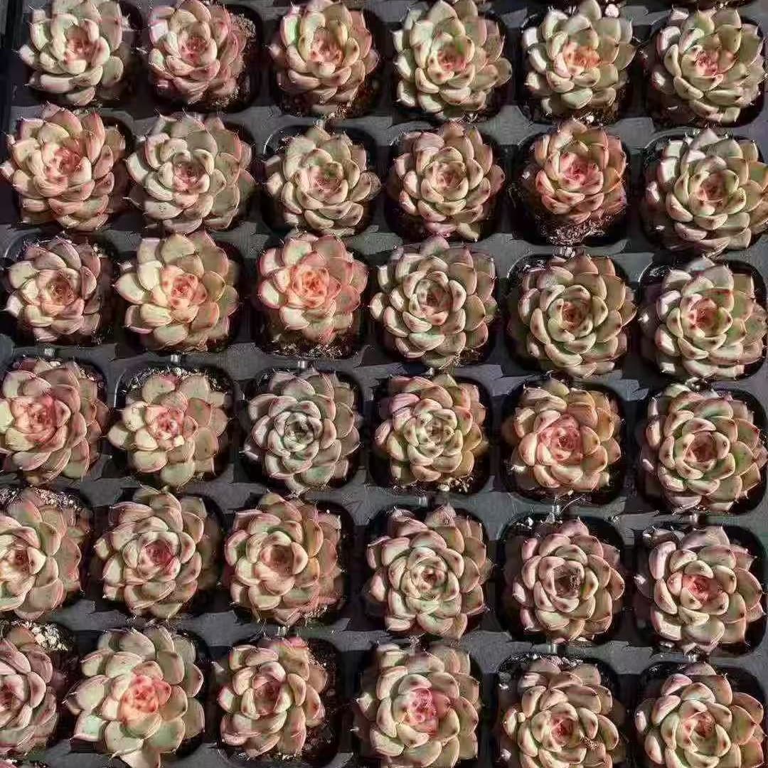 BL1996 スターライトジェニー(3cm pot)