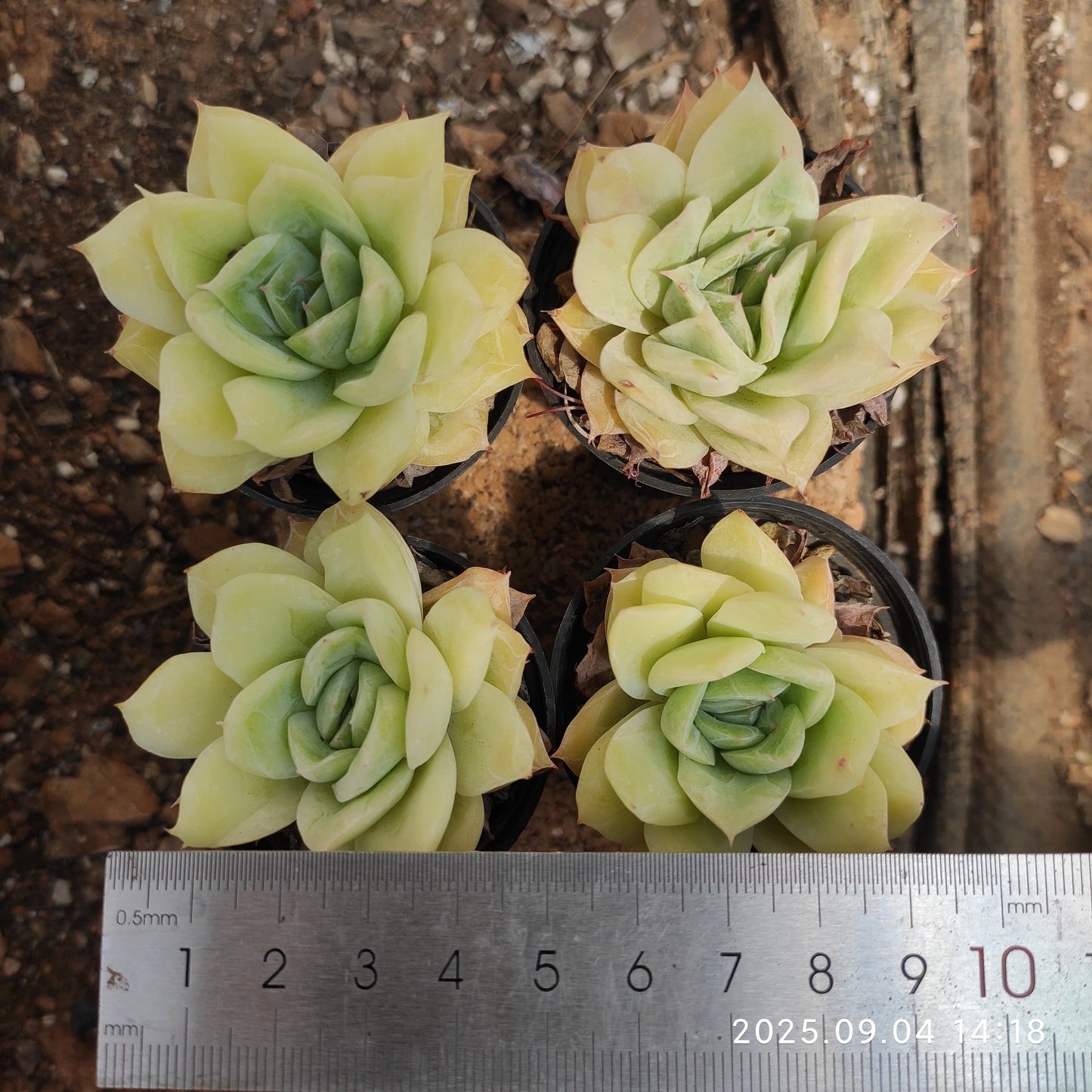 MMY187 フォーリングチェリー(5cm pot)