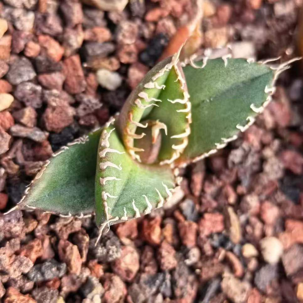 21432 アガベ チタノタ 南アフリカダイヤモンド