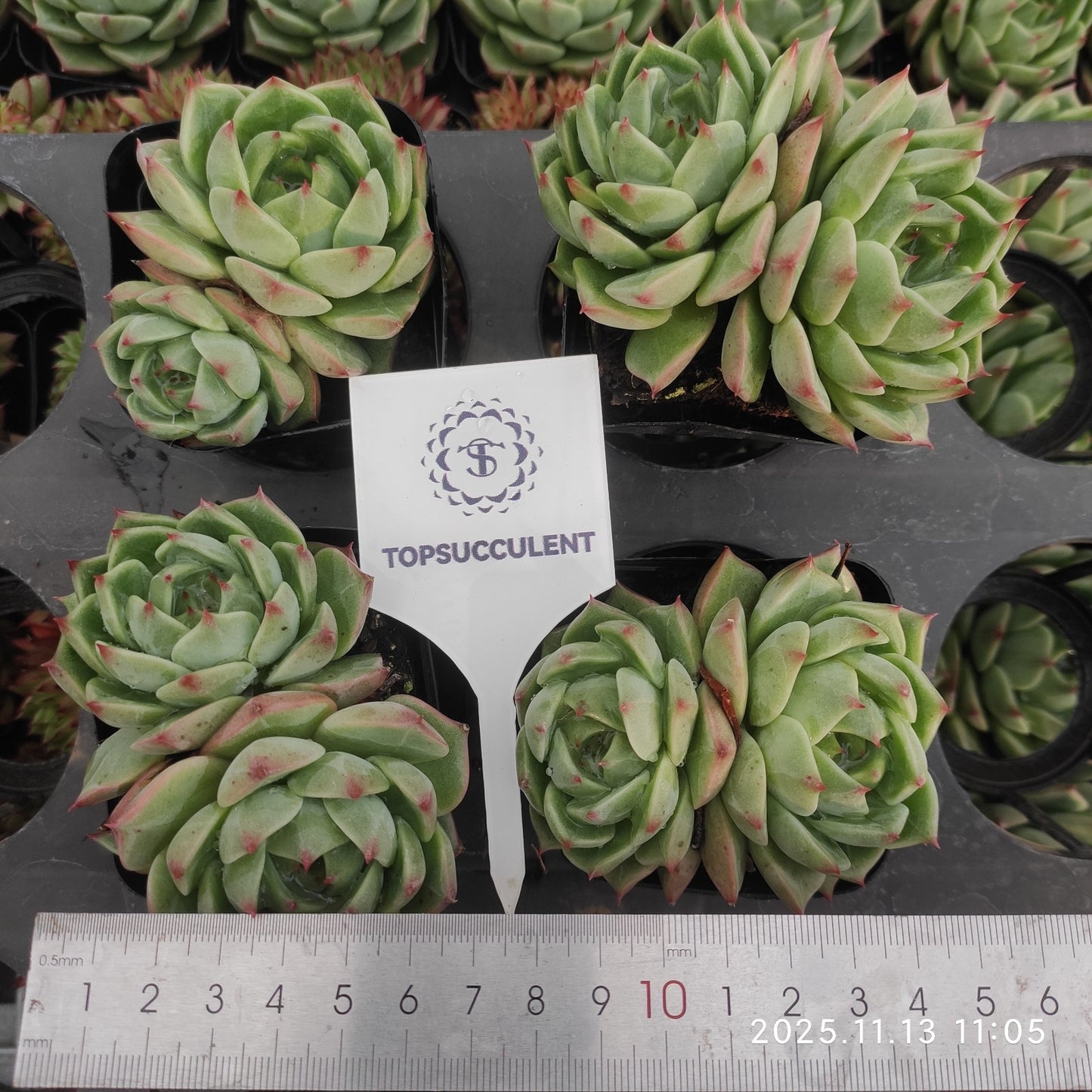 22430 タークォイズ(7cm pot)