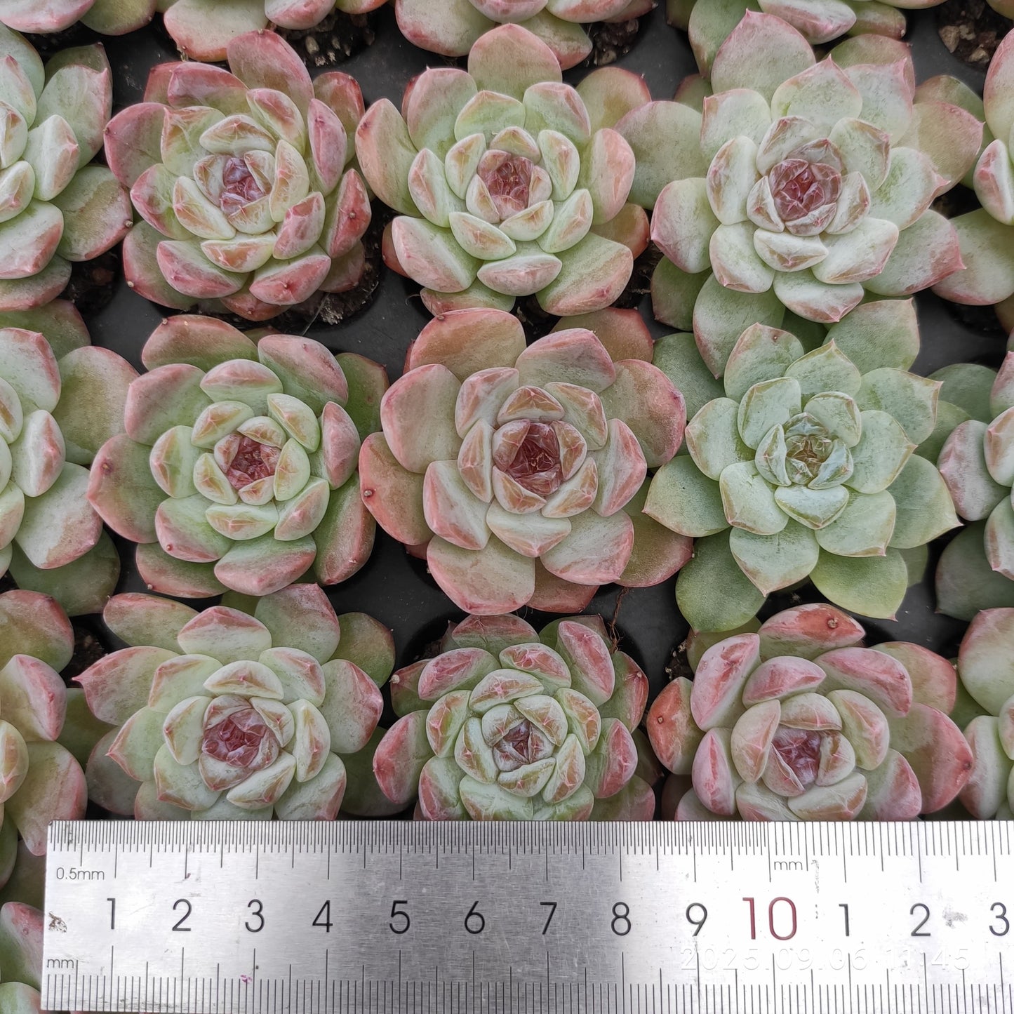 RC158 アイス(3cm pot)