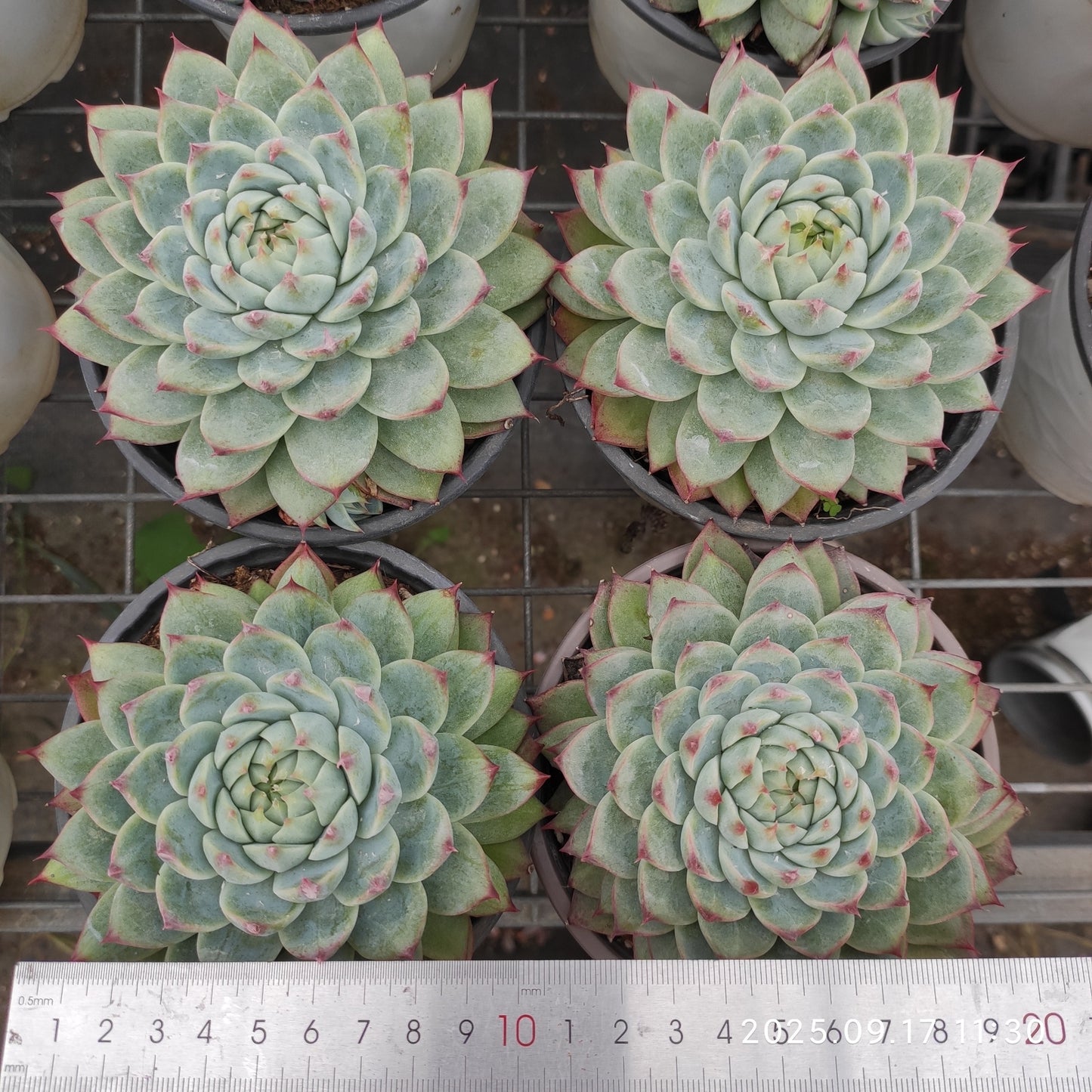 NGN758 テンダー ピーチ フェアリー(12cm pot)
