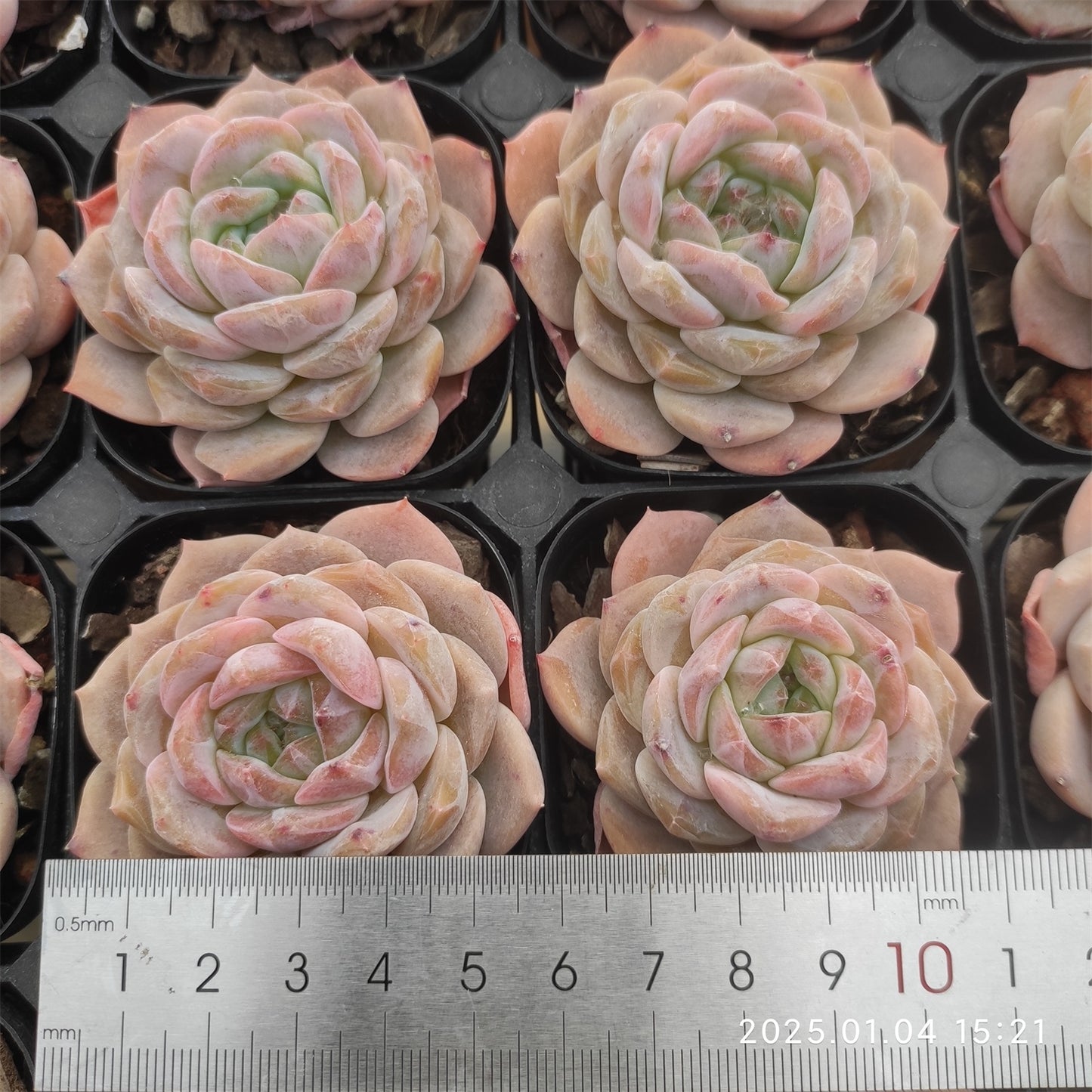 MMY741 スノー タワー (5cm pot)