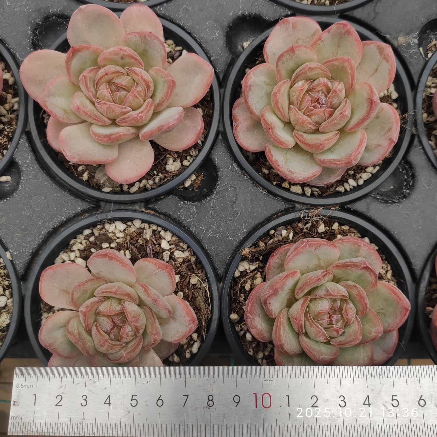 19147 スター ジェニー(9cm pot)