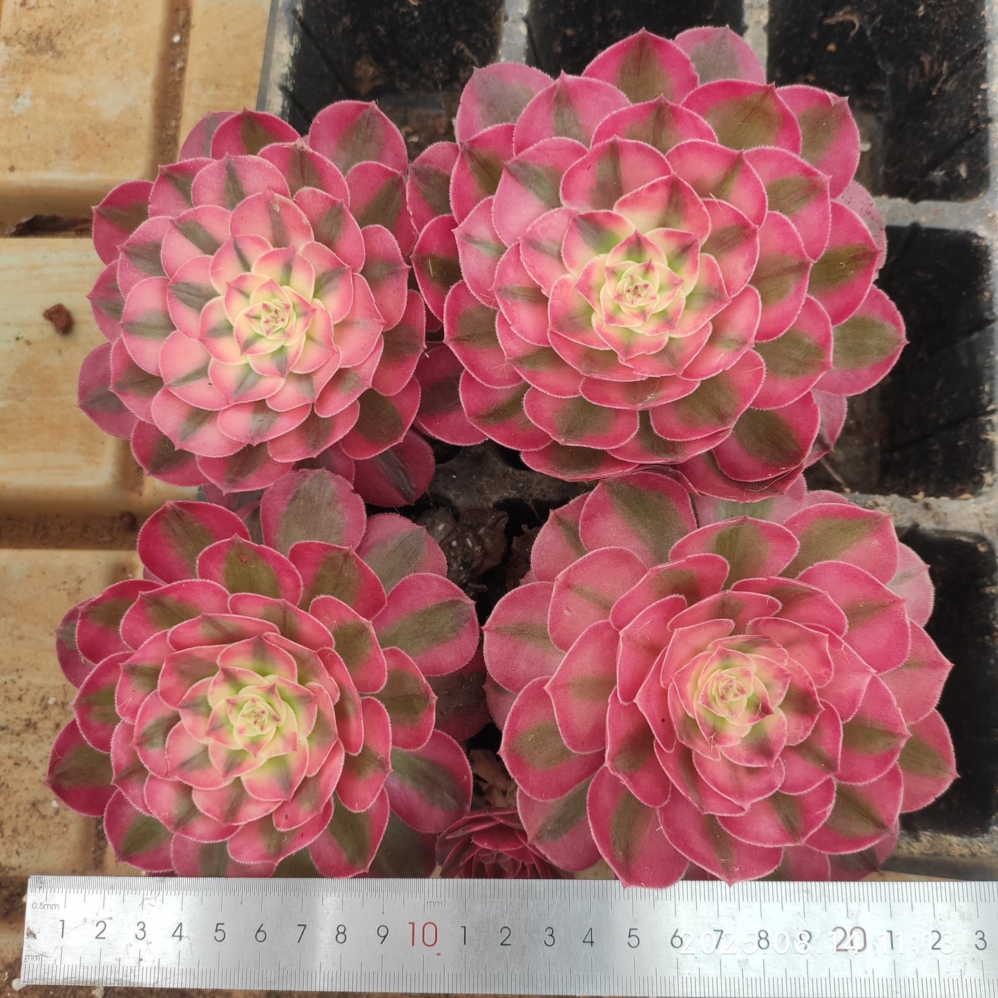 YS259 アエオニウム ライチー(9cm pot )