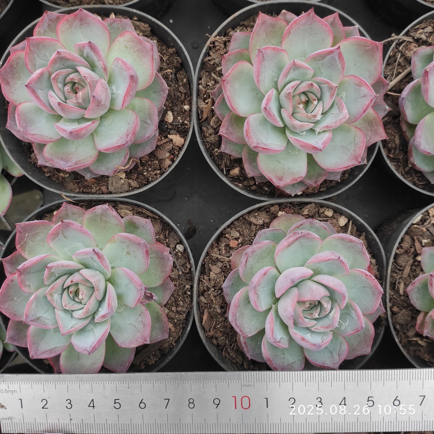 XY057 シーウィード(9cm pot)