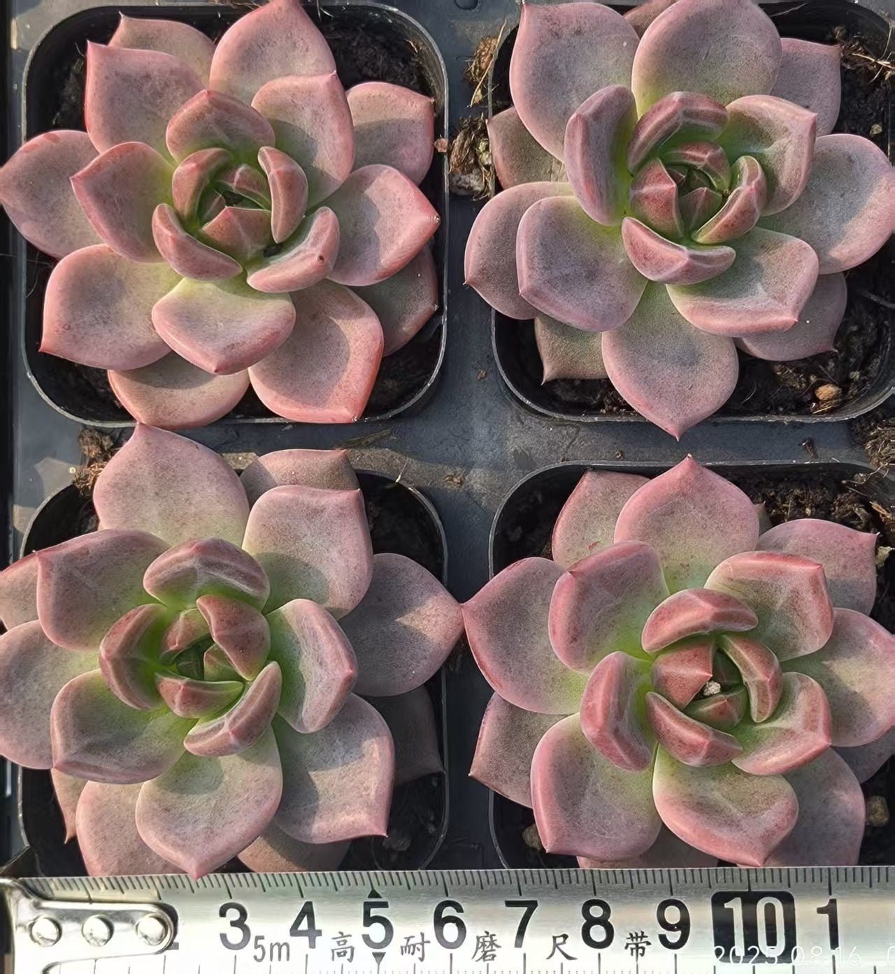 LG744 シーガル(6.5cm pot)