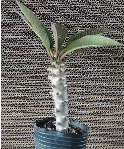 FGY017 パキポディウム バーロニー (2.2cm pot)葉がなし