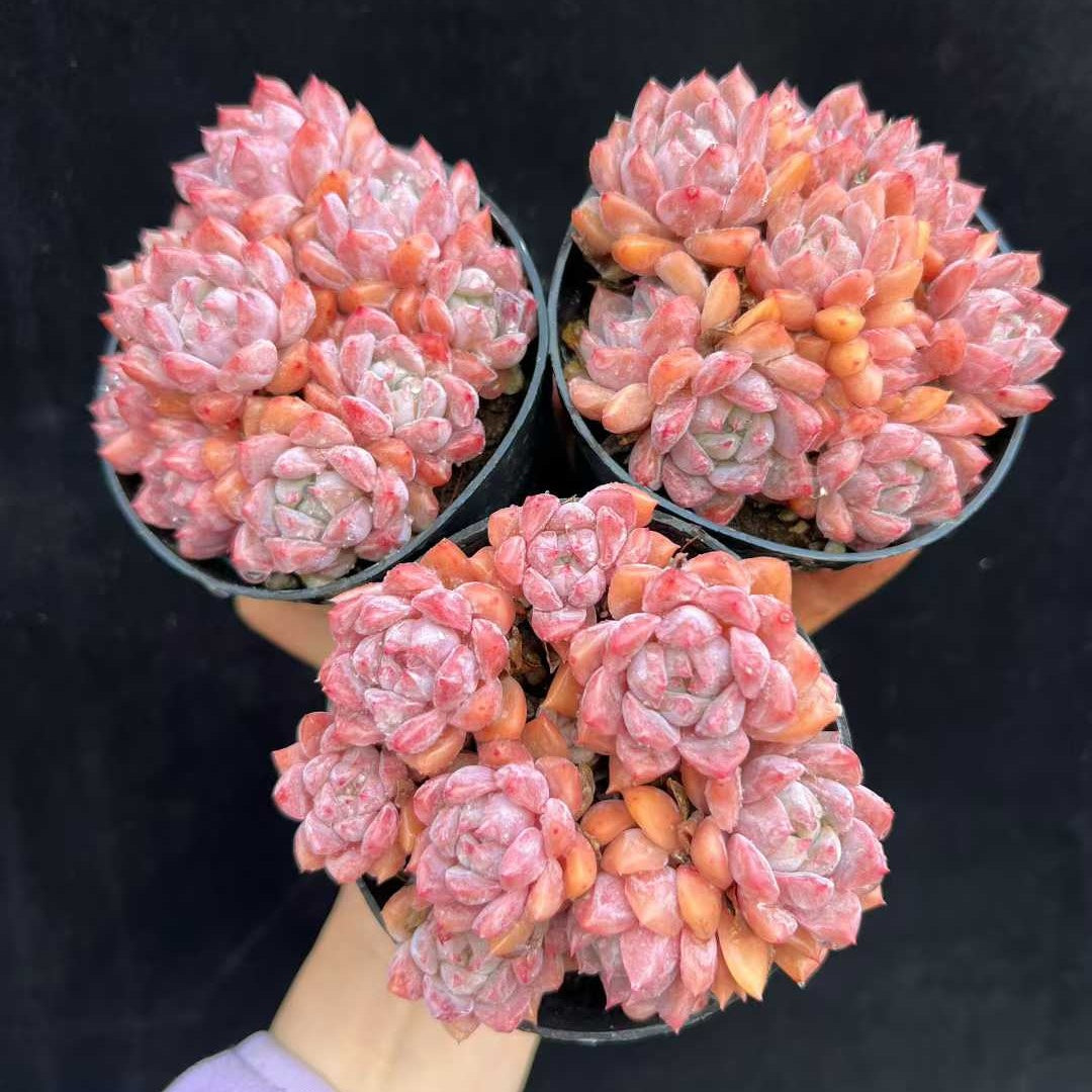 23572 ピンクアレックス(9cm pot)