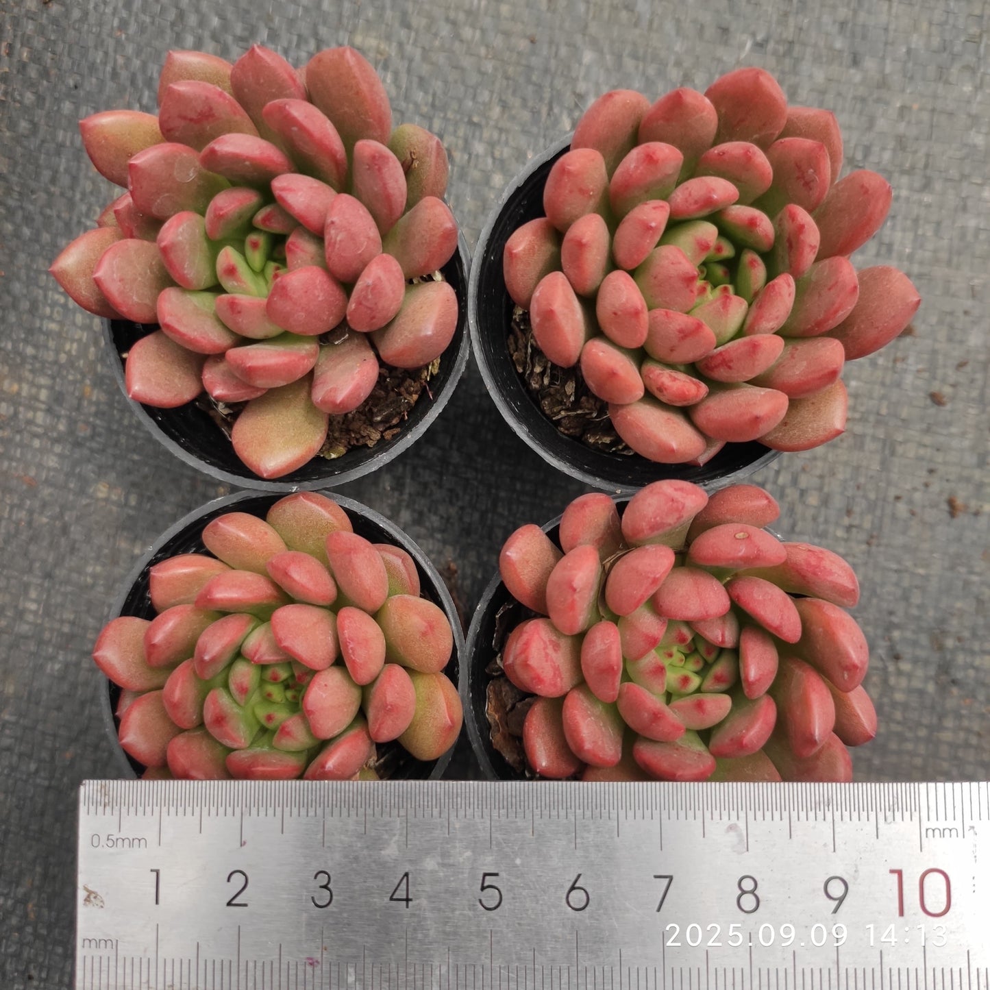 MMT197 ピンクルルビー (5.5cm pot)