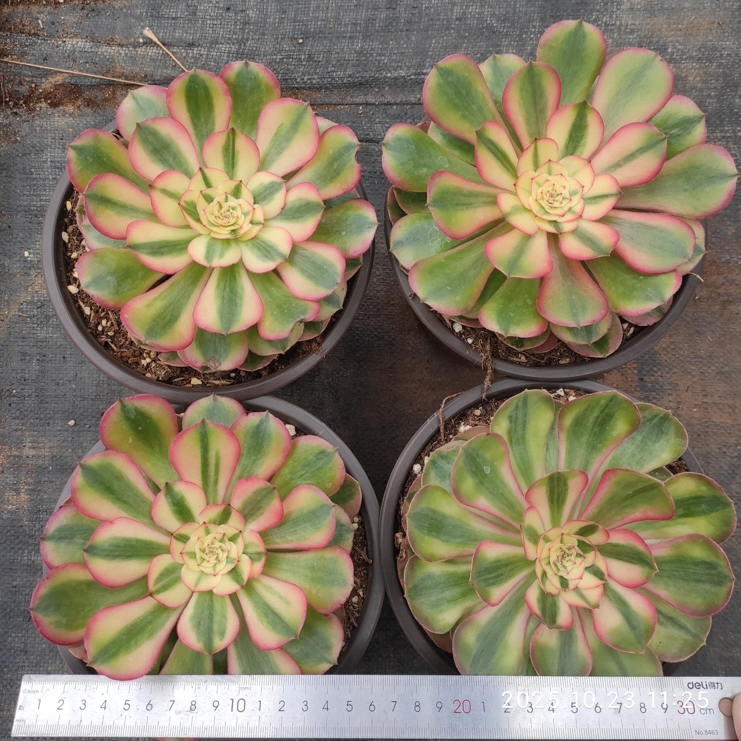 THEH031 アエオニウム ライチー(12cm pot)