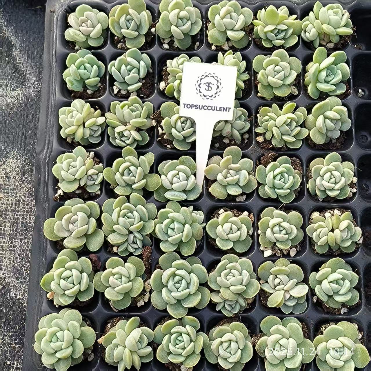 21753 アイスグリーン(3cm pot)(ポット苗)