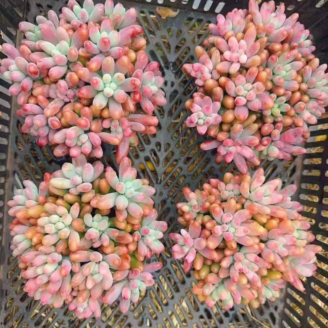 23633 ファット スターHyb(14cm pot)