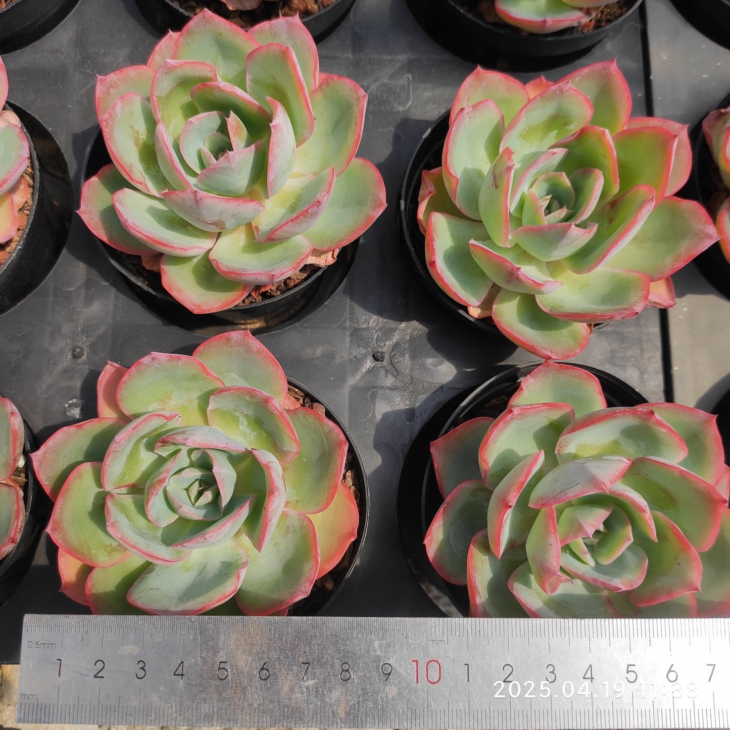 ZZA071 ネオンライト (9cm pot)