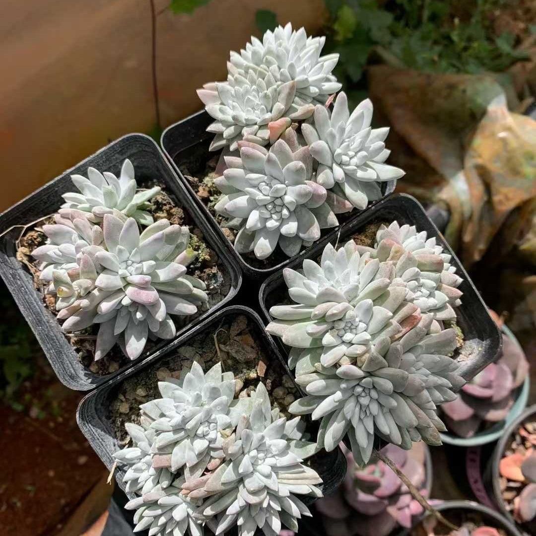 26208 ホワイトグリーニ