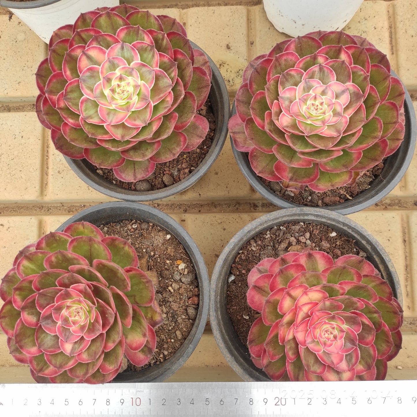 YS252 セーグッド(17cm pot )