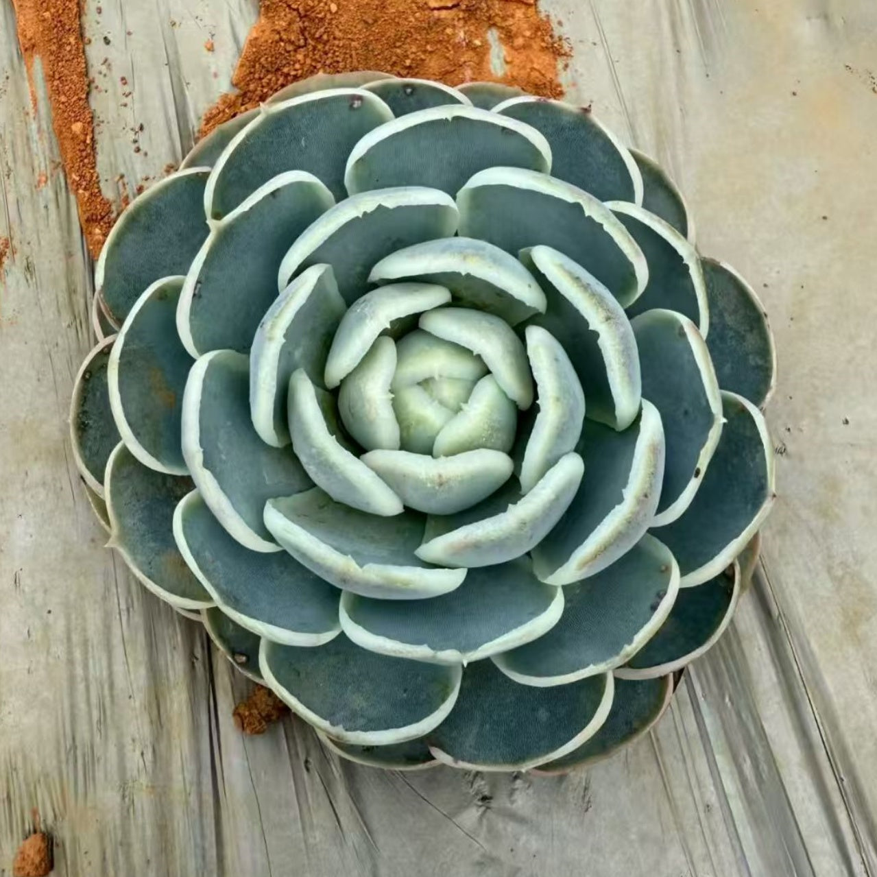 BL2114 ユアロープ ブルー ベルベット(9cm pot)