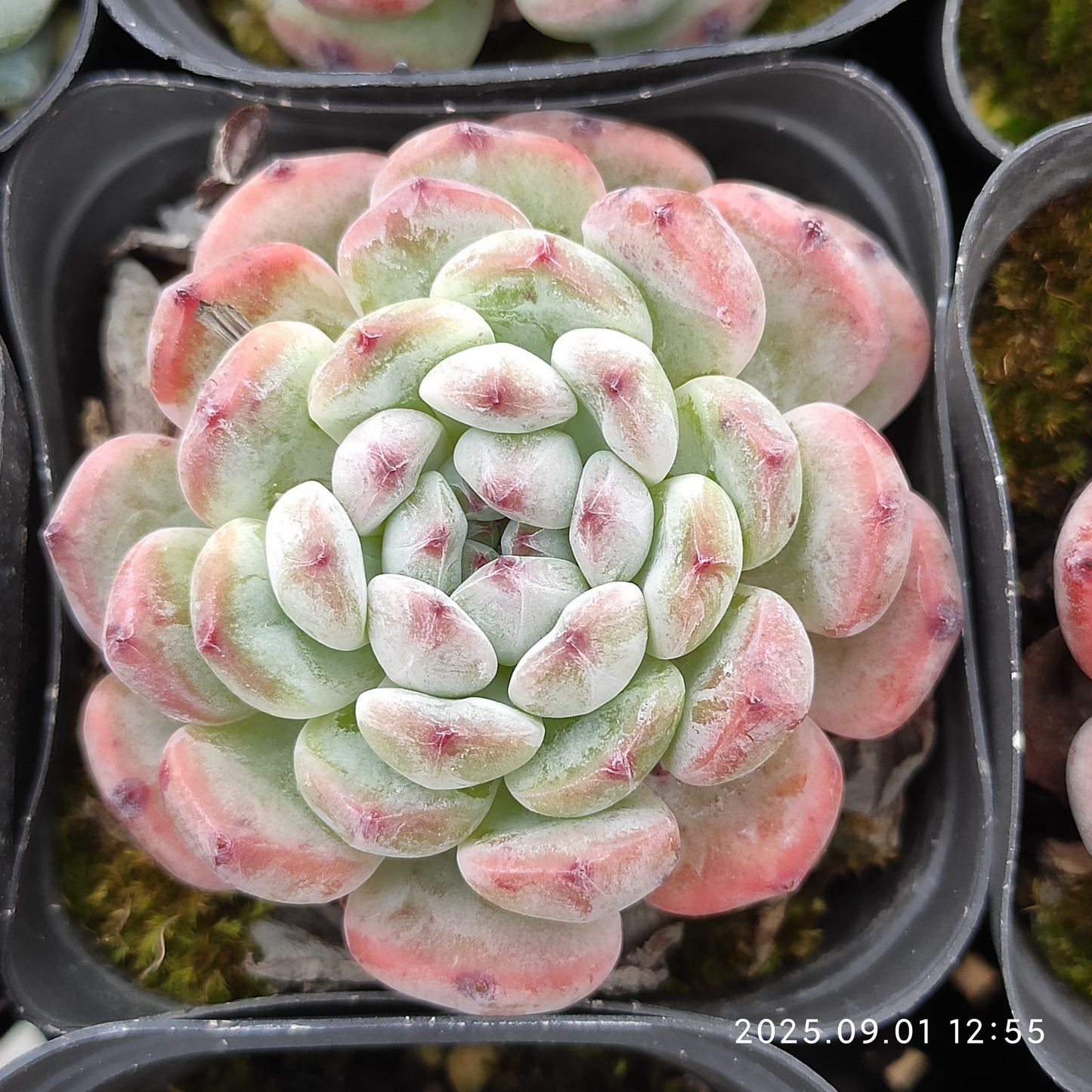 QN702 ビヨンテ(6.5cm pot)