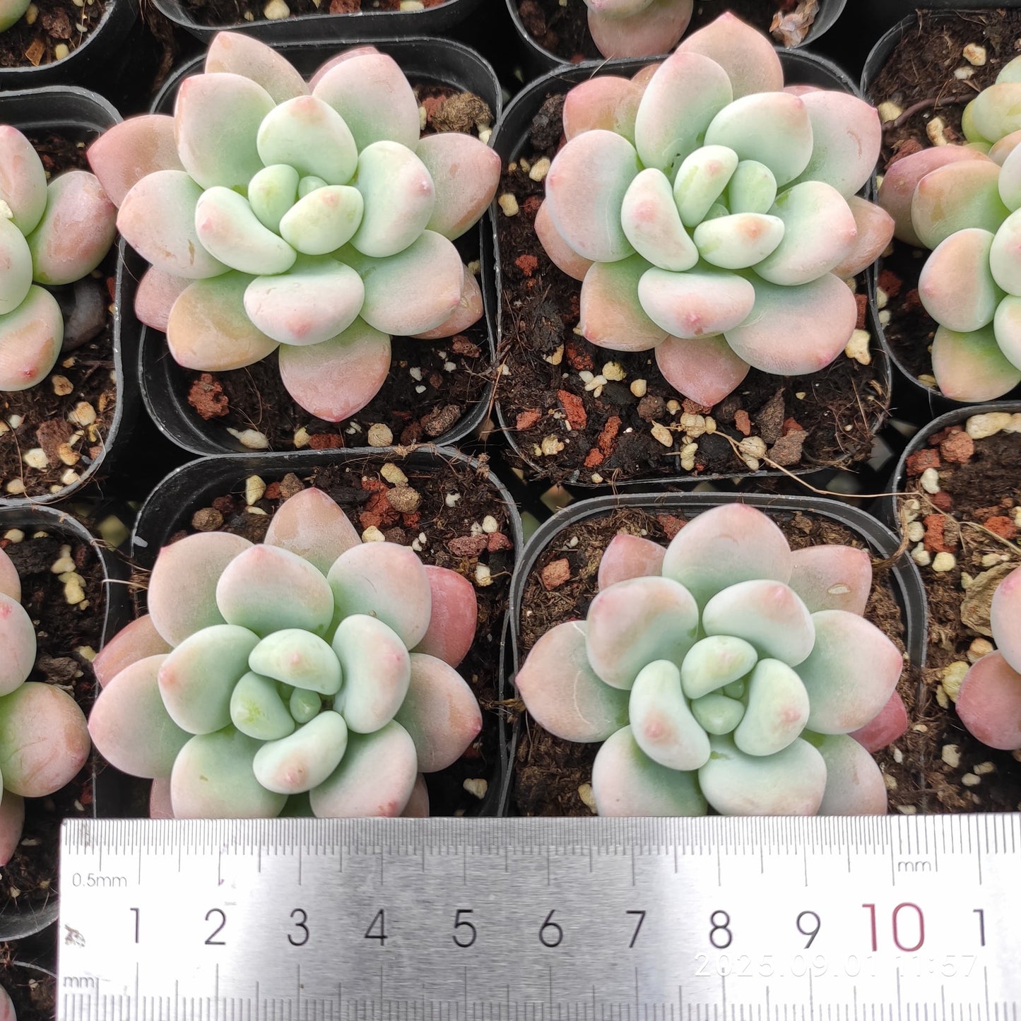 QN504 レジェンド (6.5cm pot)