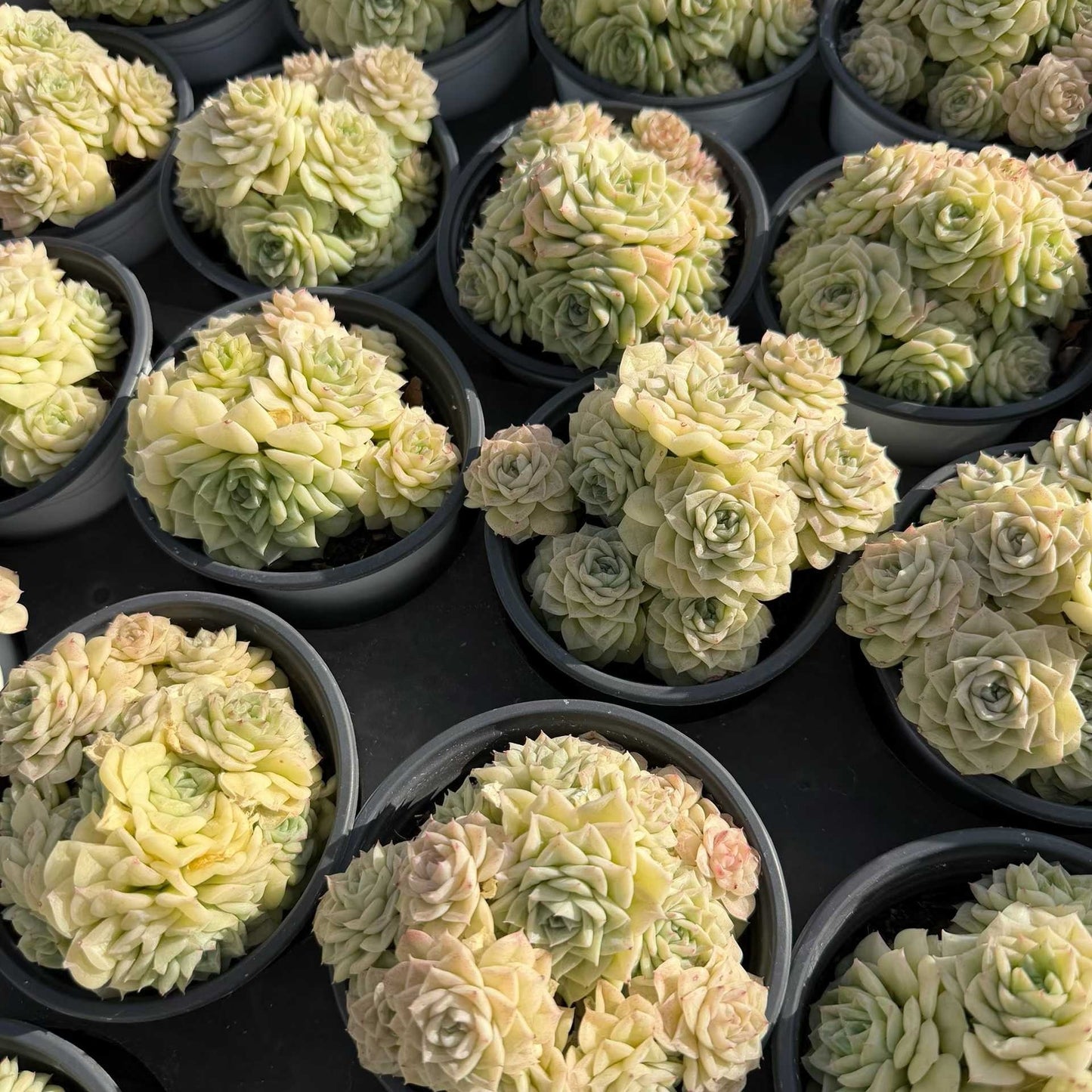 20050 ホワイトスワン(白鳥)