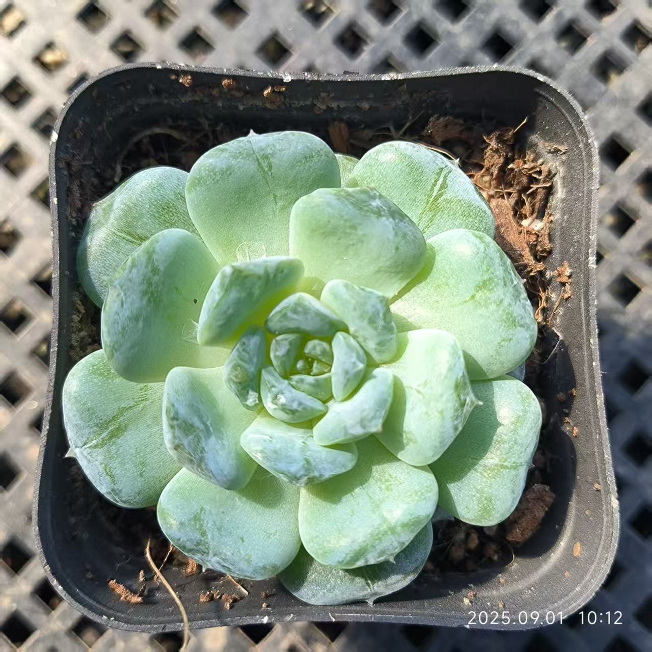 KD069 スノーフェイス(6.5cm pot)