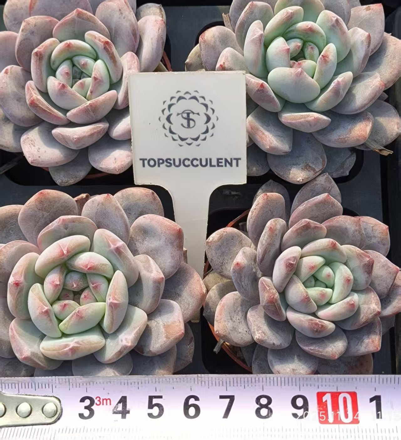 22479 オレンジモンロー(6.5cm pot)