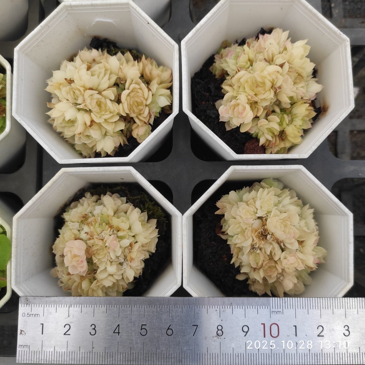 22195 アイドル(7cm pot)