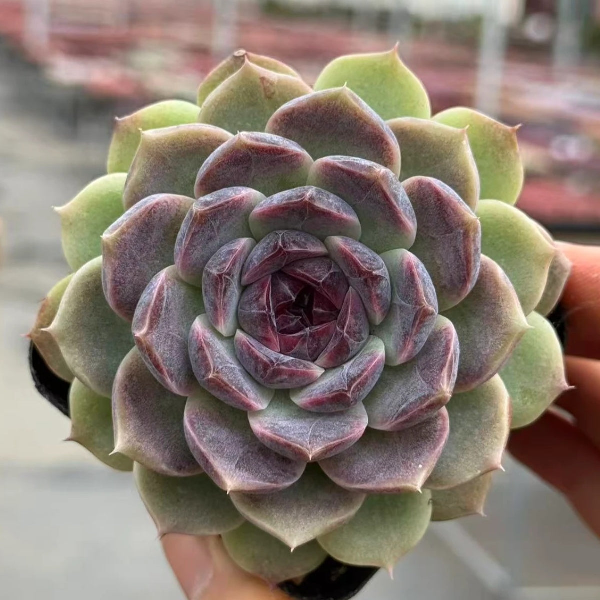 QNY131 パープル グレイズ(7cm pot)