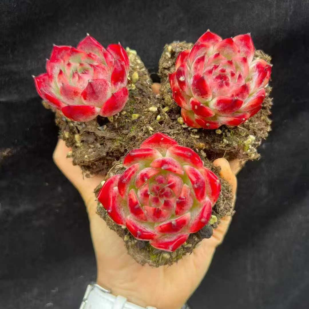 22024 コロラータ(7cm pot)