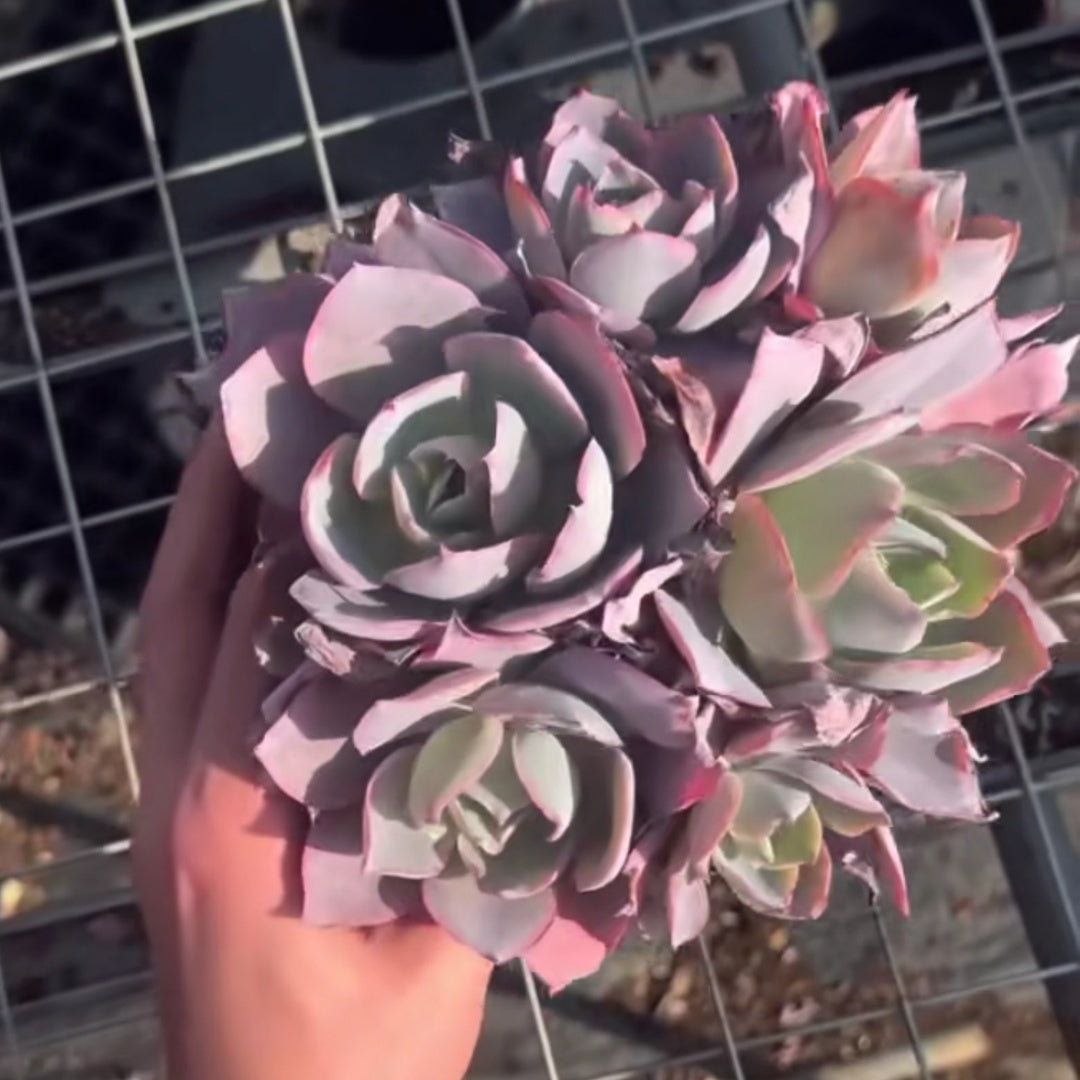 24596 アフターグロー