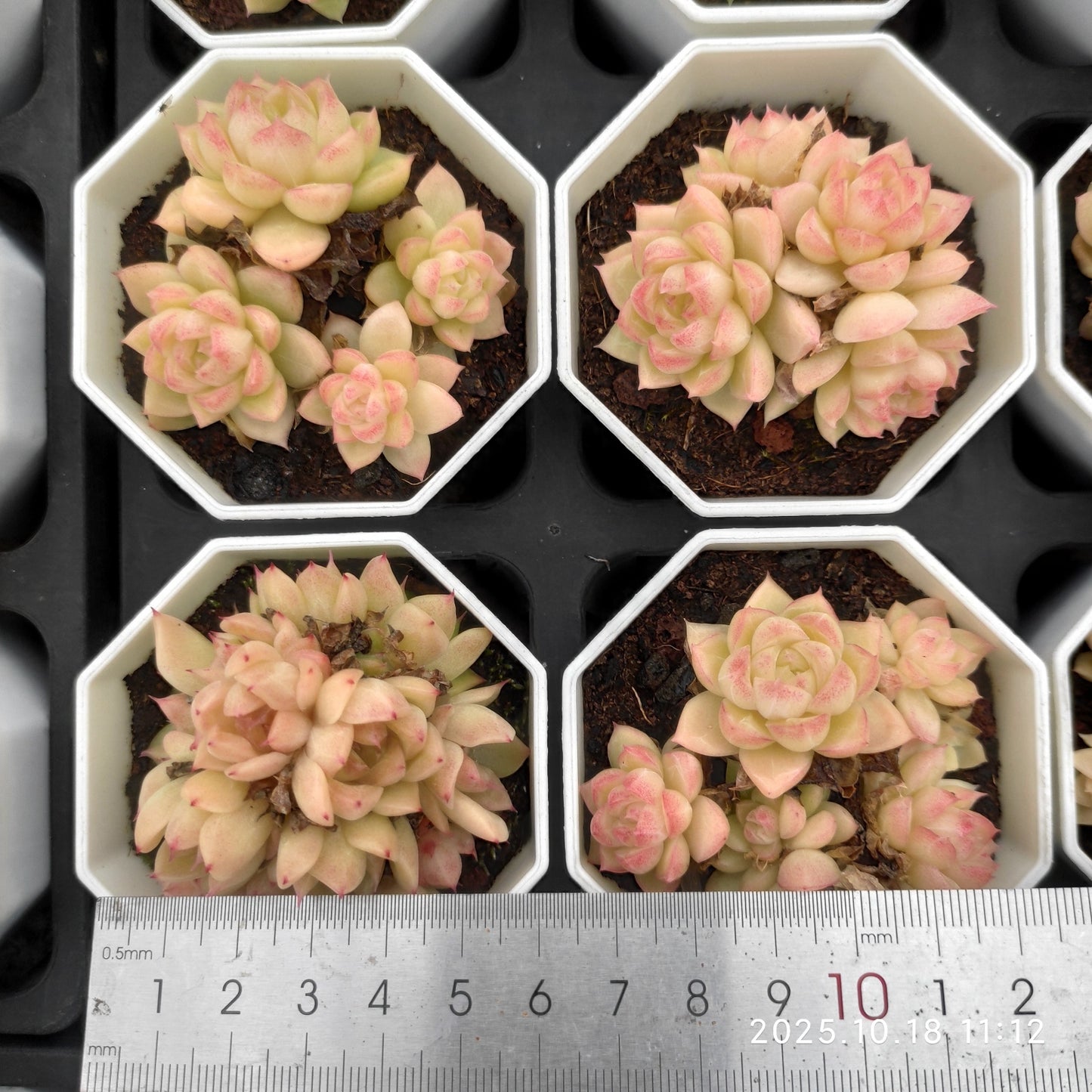 21569 レッドクィーン(7cm pot)