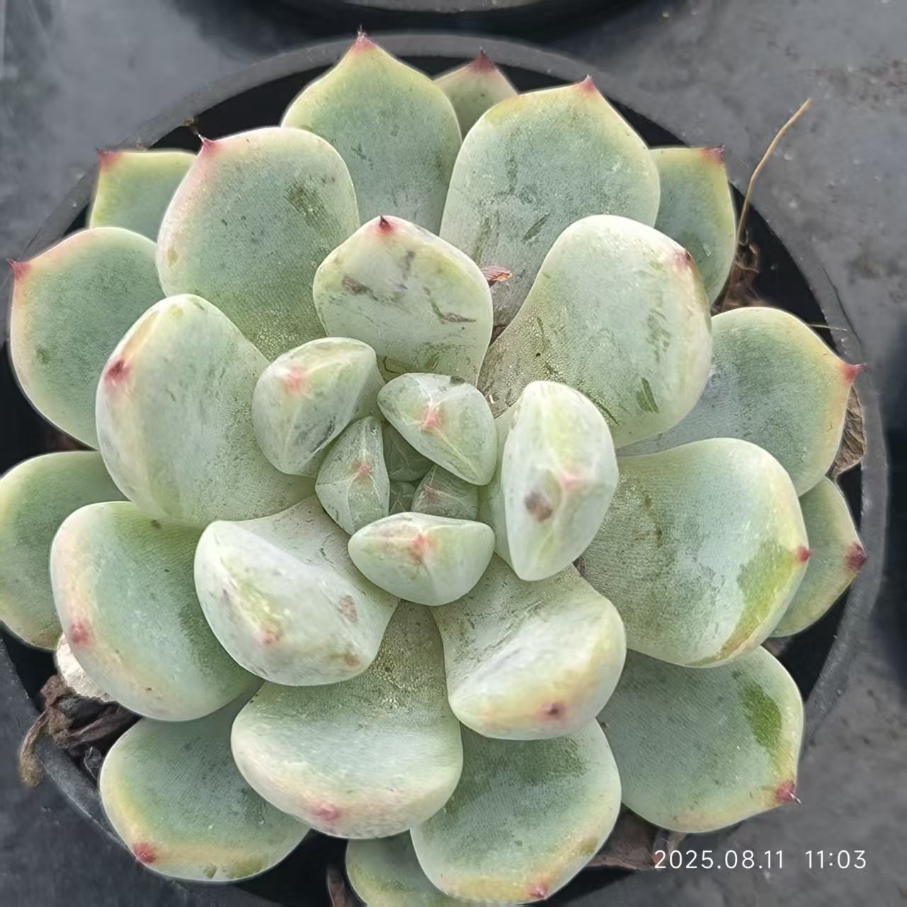 JC050 ビヨンテ (5cm pot)
