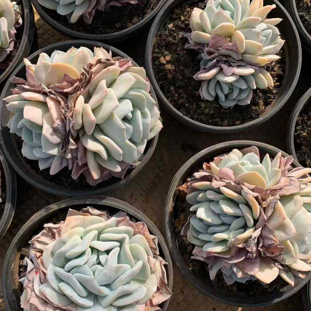 26201 エキゾチック