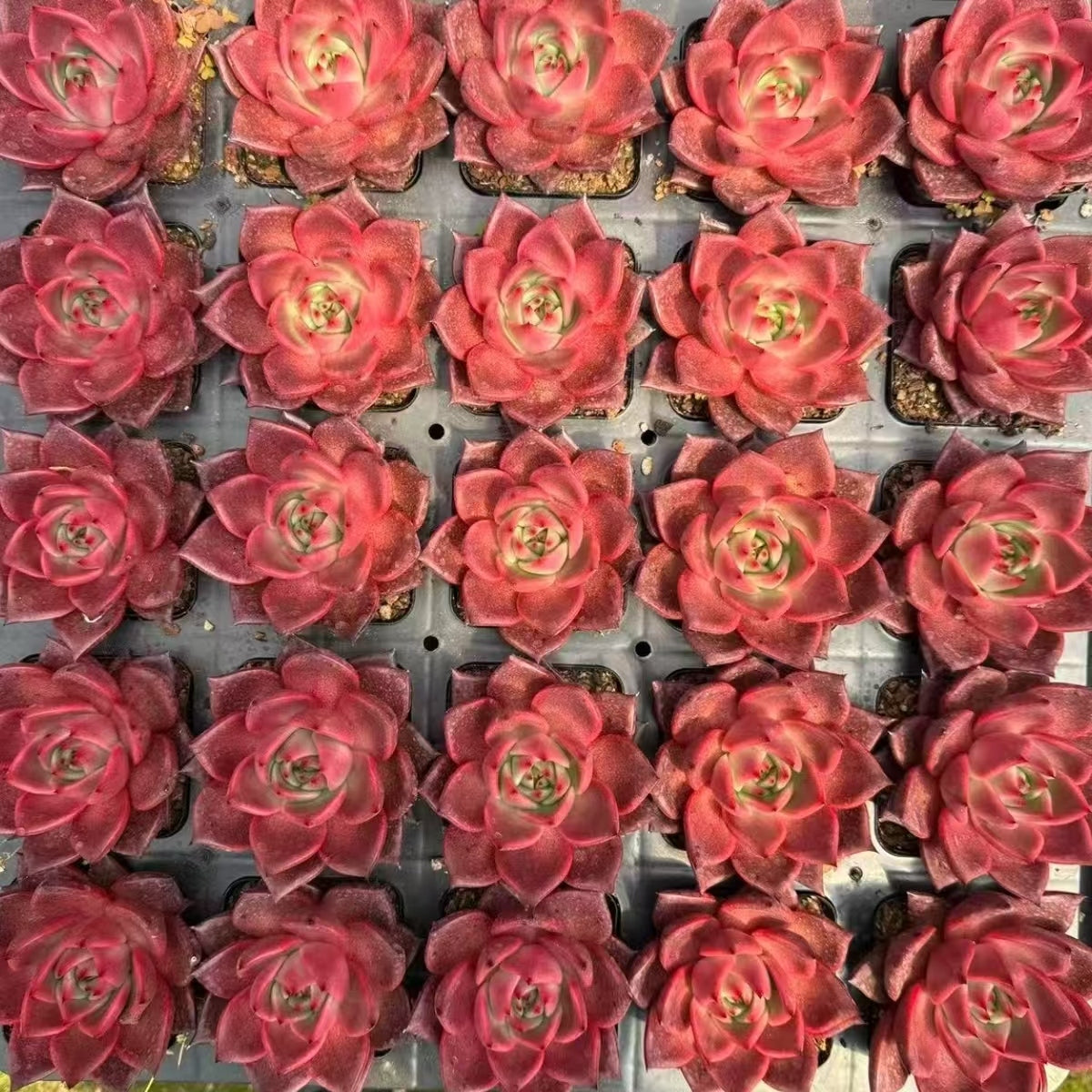 QNY147 レッド ロウブ(7cm pot)